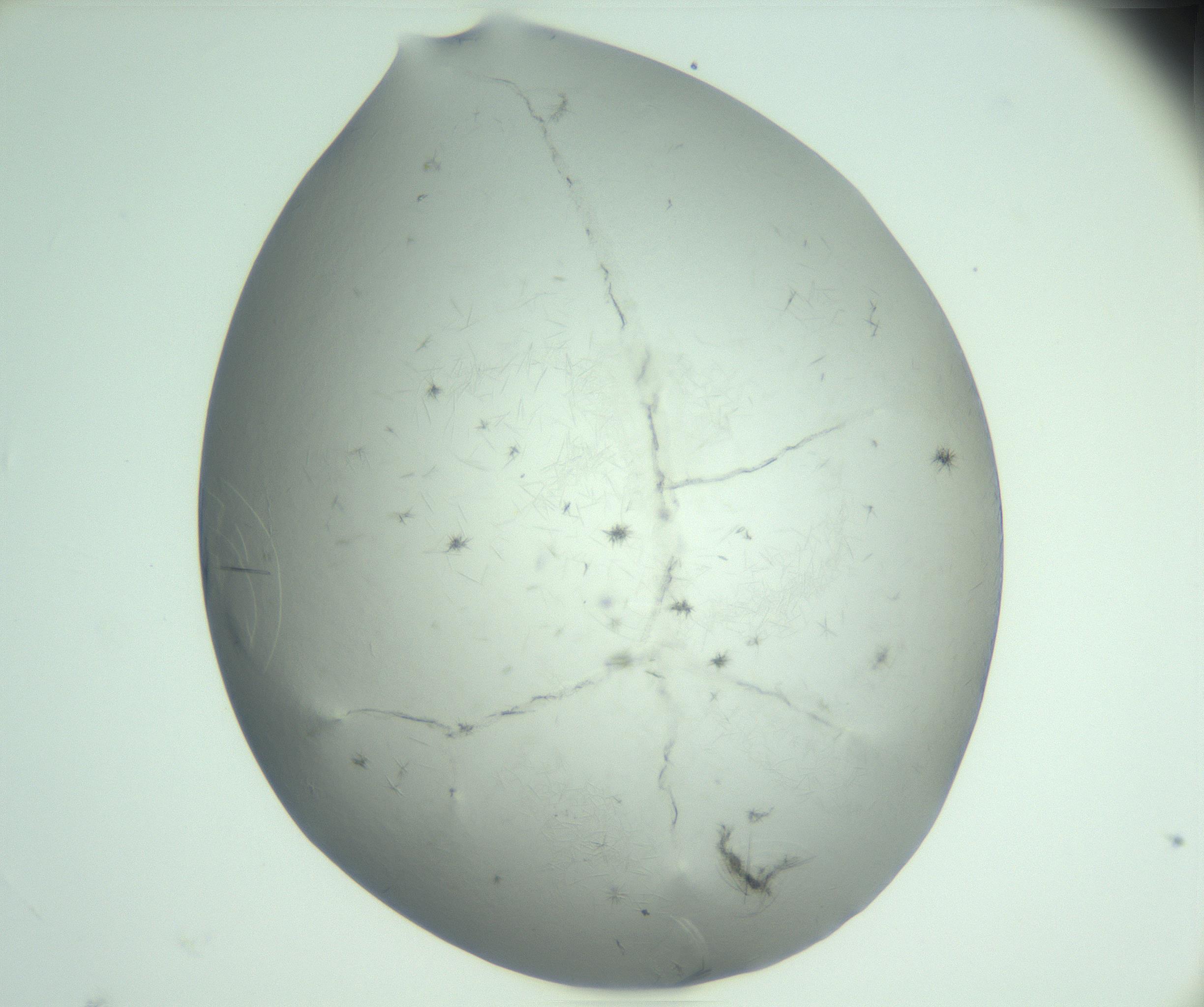 RI01_03_000_0212_Proj1_Clon1_MC_0000MC102940_008_161126_05_05_01_00_99_002_001_RAI.jpg