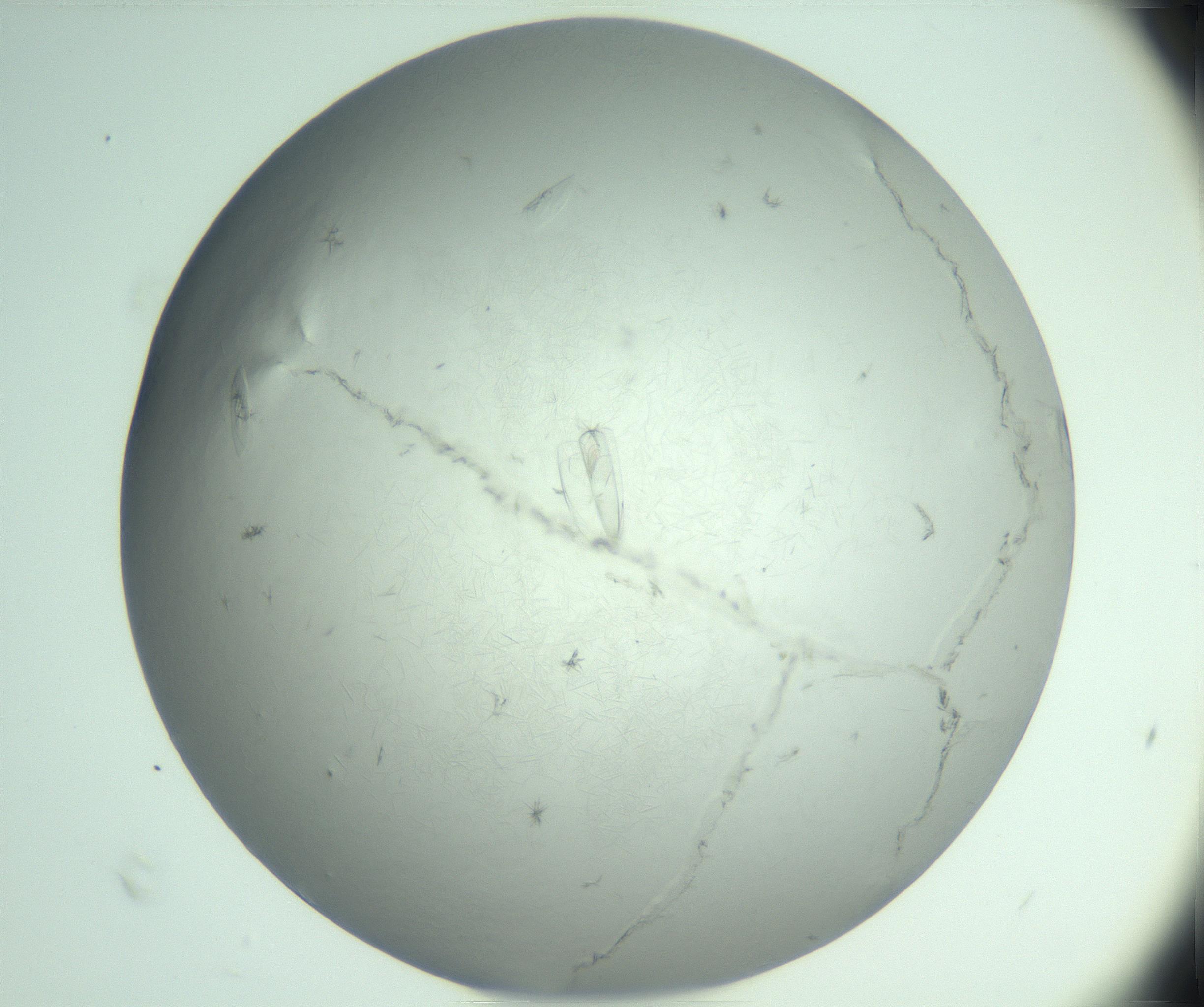 RI01_03_000_0212_Proj1_Clon1_MC_0000MC102940_008_161126_05_05_02_00_99_002_001_RAI.jpg