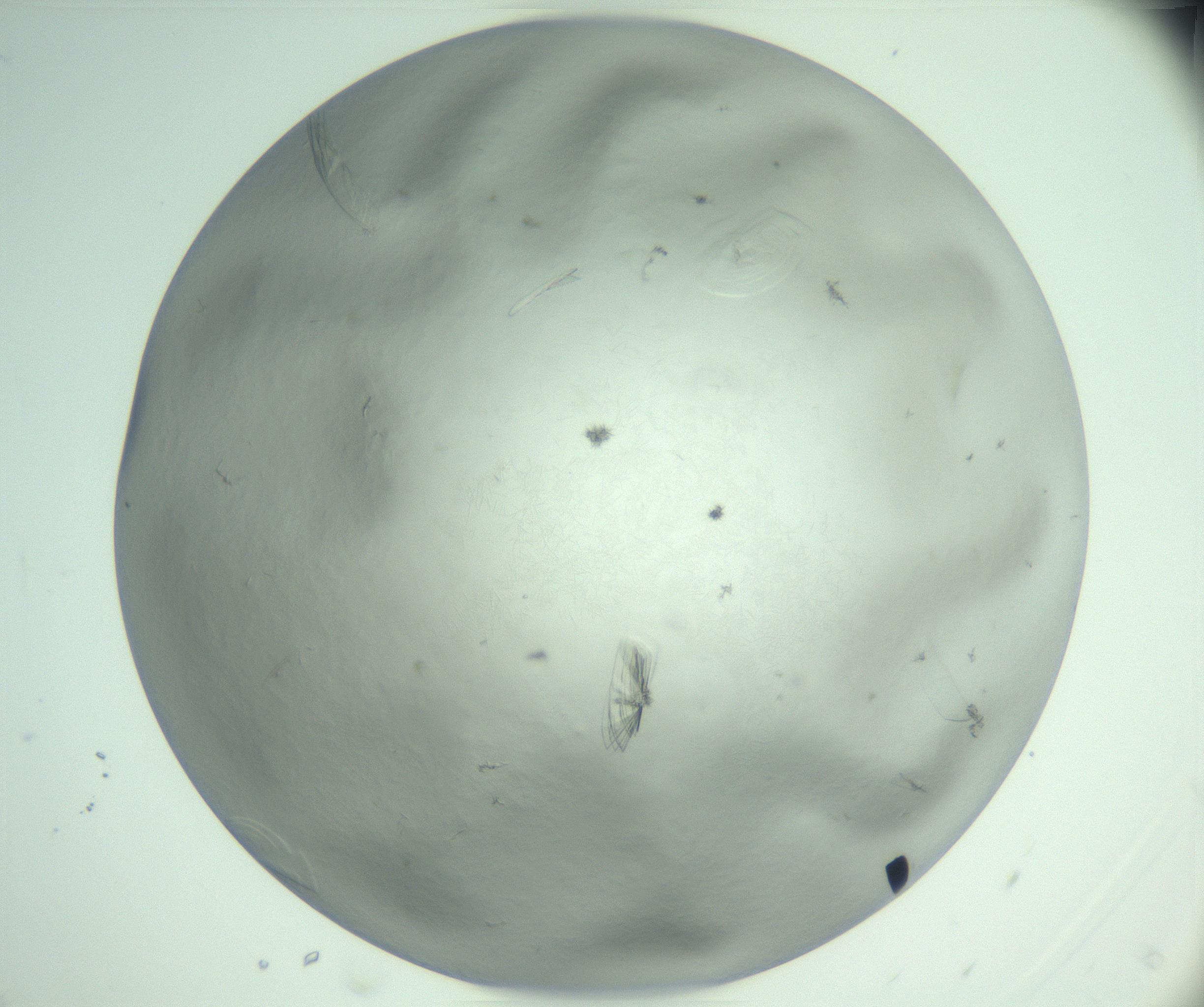 RI01_03_000_0212_Proj1_Clon1_MC_0000MC102940_008_161126_05_07_02_00_99_002_001_RAI.jpg