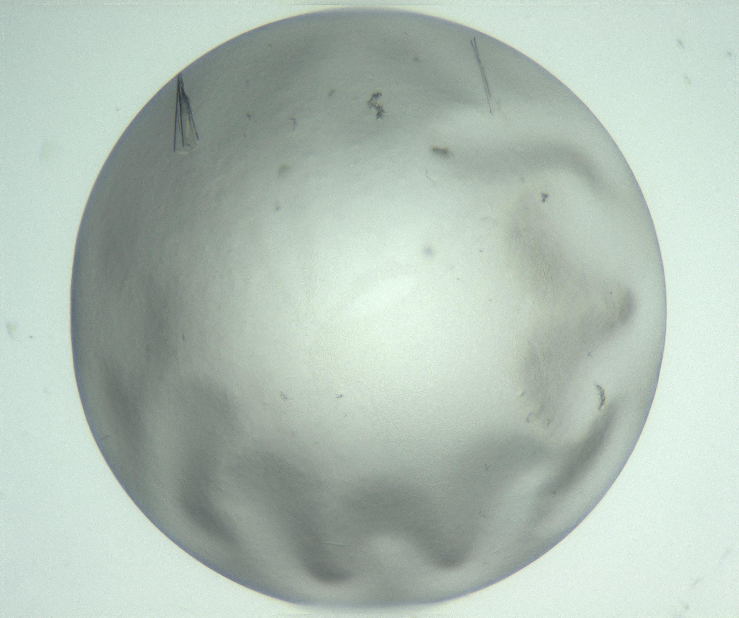 RI01_03_000_0212_Proj1_Clon1_MC_0000MC102940_008_161126_07_05_01_00_99_002_001_RAI.jpg