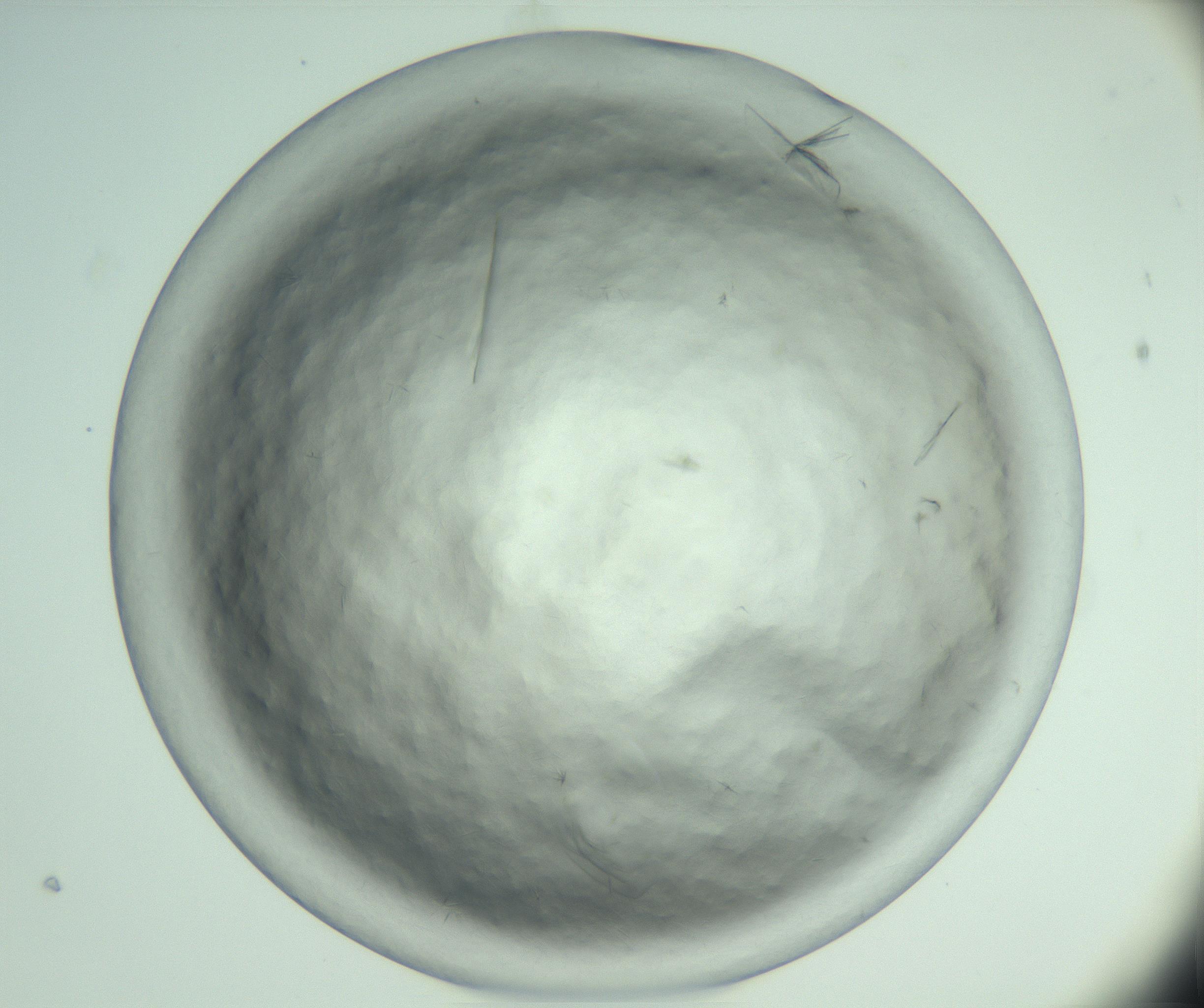 RI01_03_000_0212_Proj1_Clon1_MC_0000MC102940_008_161126_07_05_02_00_99_002_001_RAI.jpg