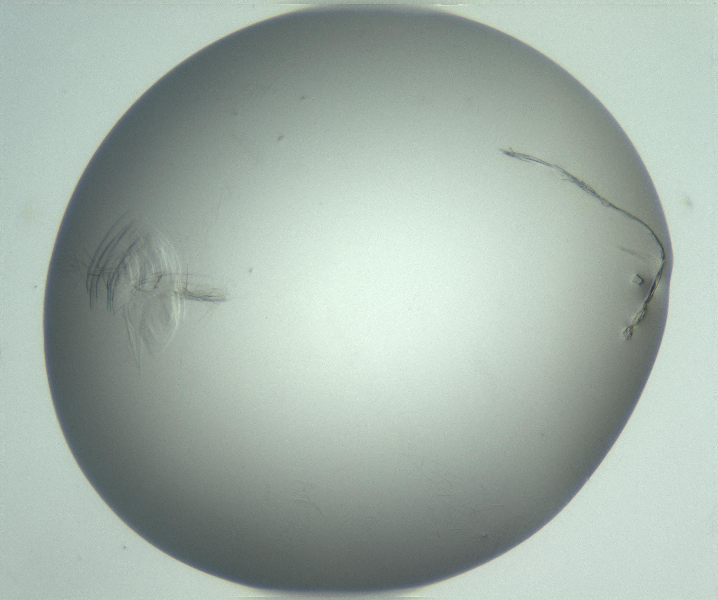 RI01_03_000_0212_Proj1_Clon1_MC_0000MC102940_008_161126_07_07_01_00_99_002_001_RAI.jpg