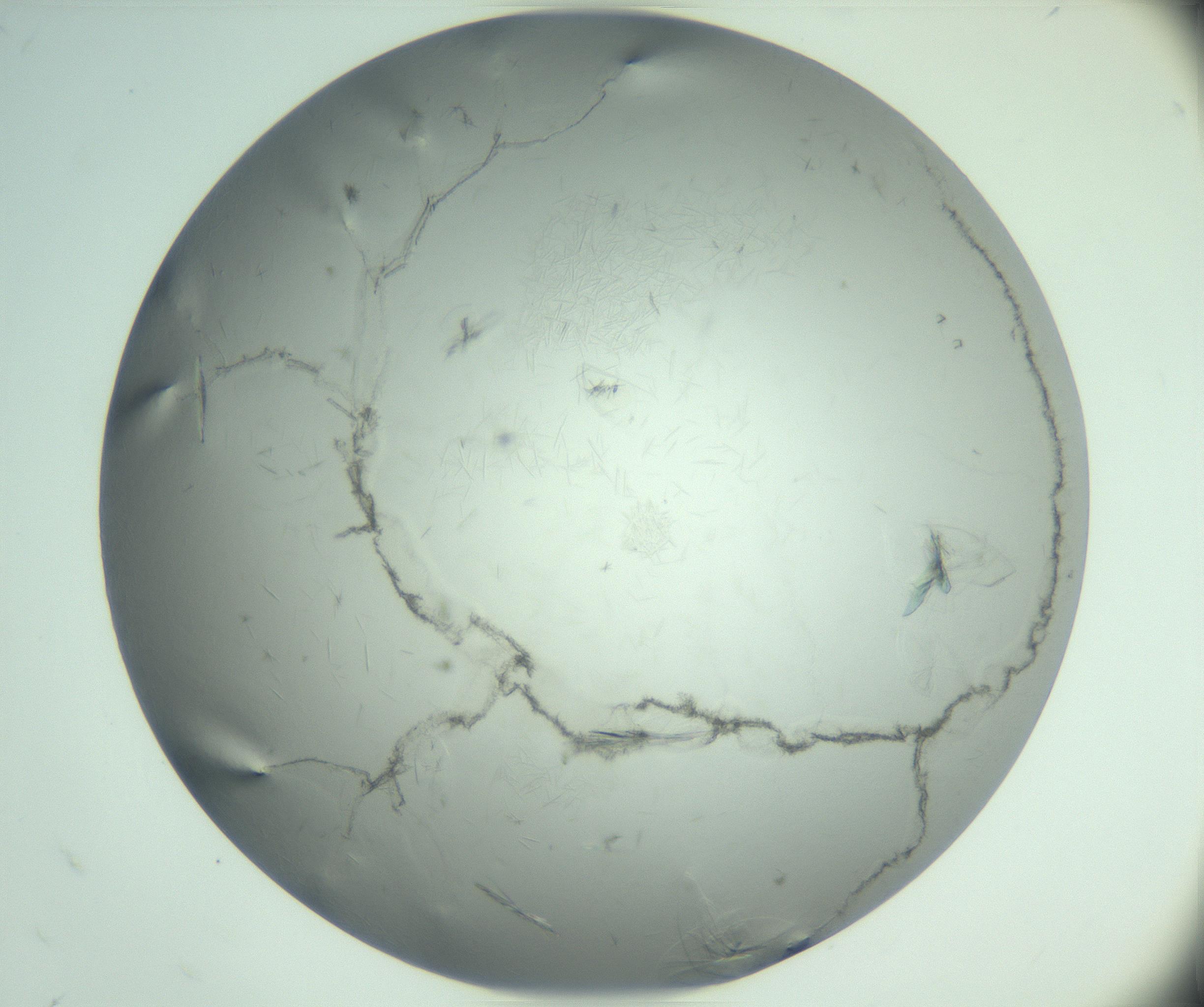 RI01_03_000_0212_Proj1_Clon1_MC_0000MC102940_008_161126_08_04_02_00_99_002_001_RAI.jpg