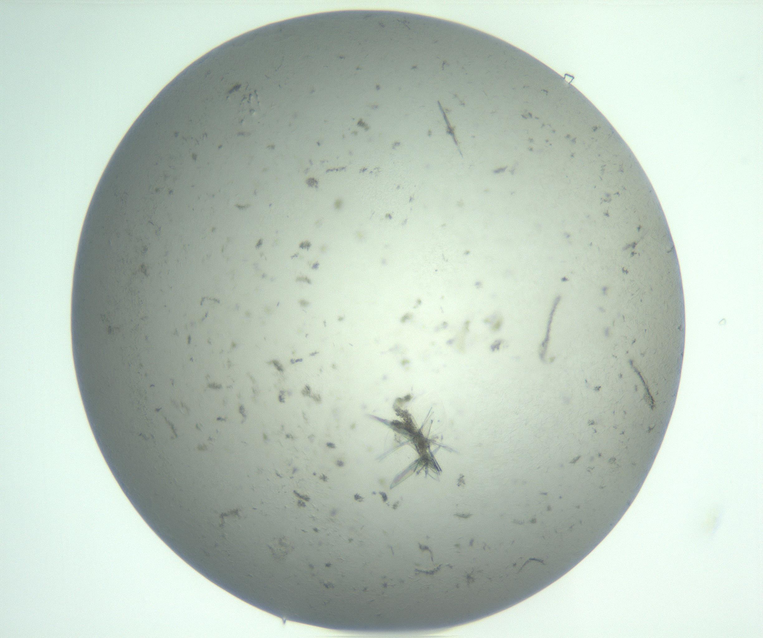 RI01_03_000_0212_Proj1_Clon1_MC_0000MC102940_008_161126_09_02_01_00_99_002_001_RAI.jpg