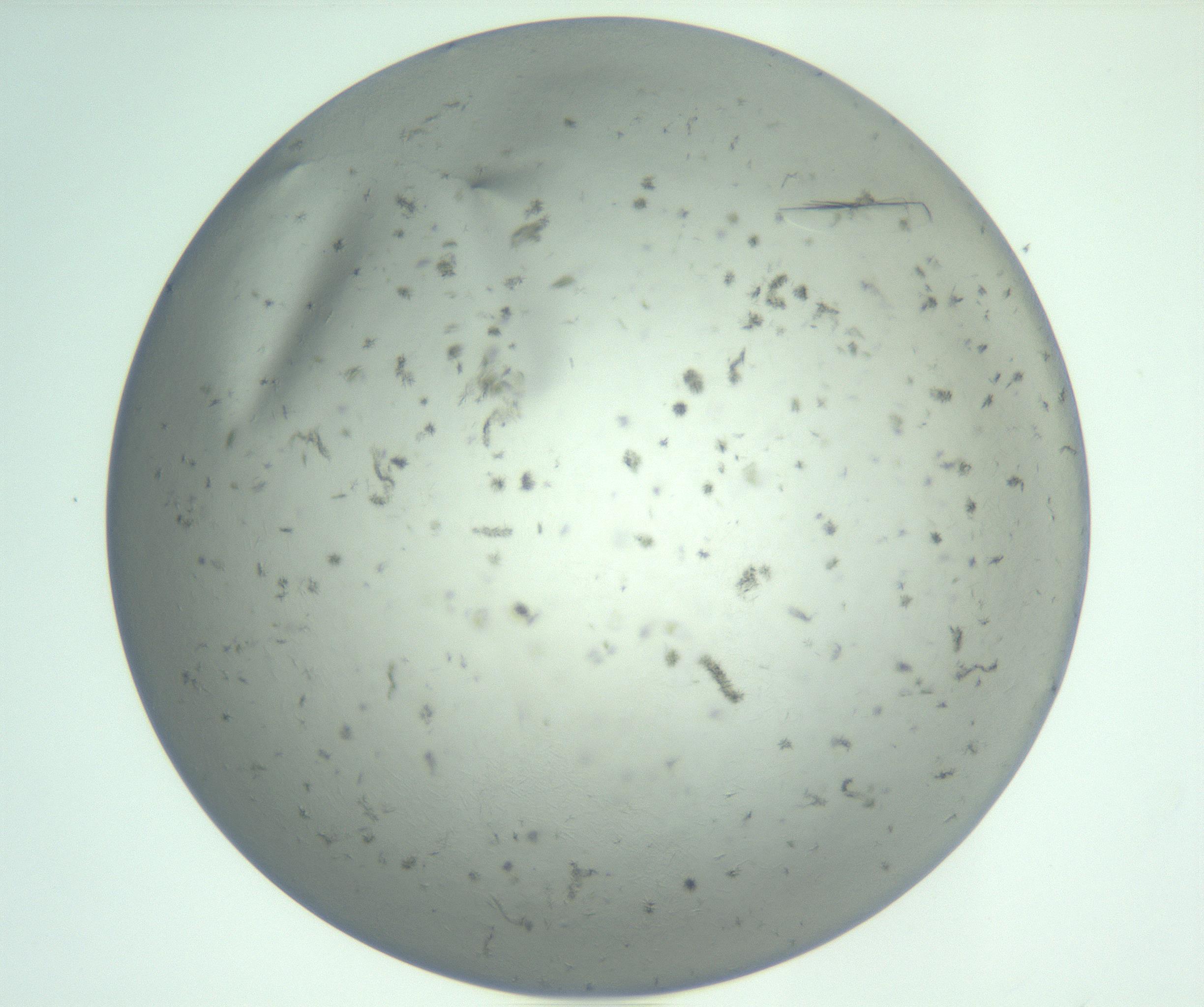 RI01_03_000_0212_Proj1_Clon1_MC_0000MC102940_008_161126_09_03_01_00_99_002_001_RAI.jpg