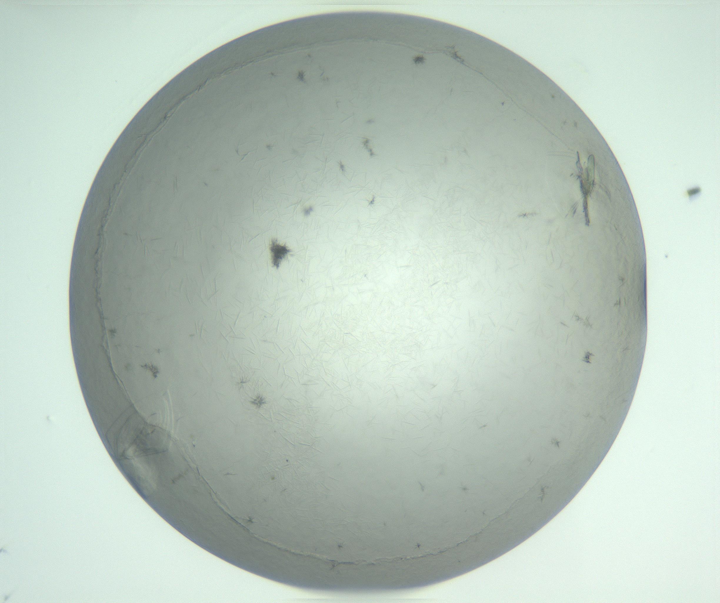RI01_03_000_0212_Proj1_Clon1_MC_0000MC102940_008_161126_09_05_01_00_99_002_001_RAI.jpg