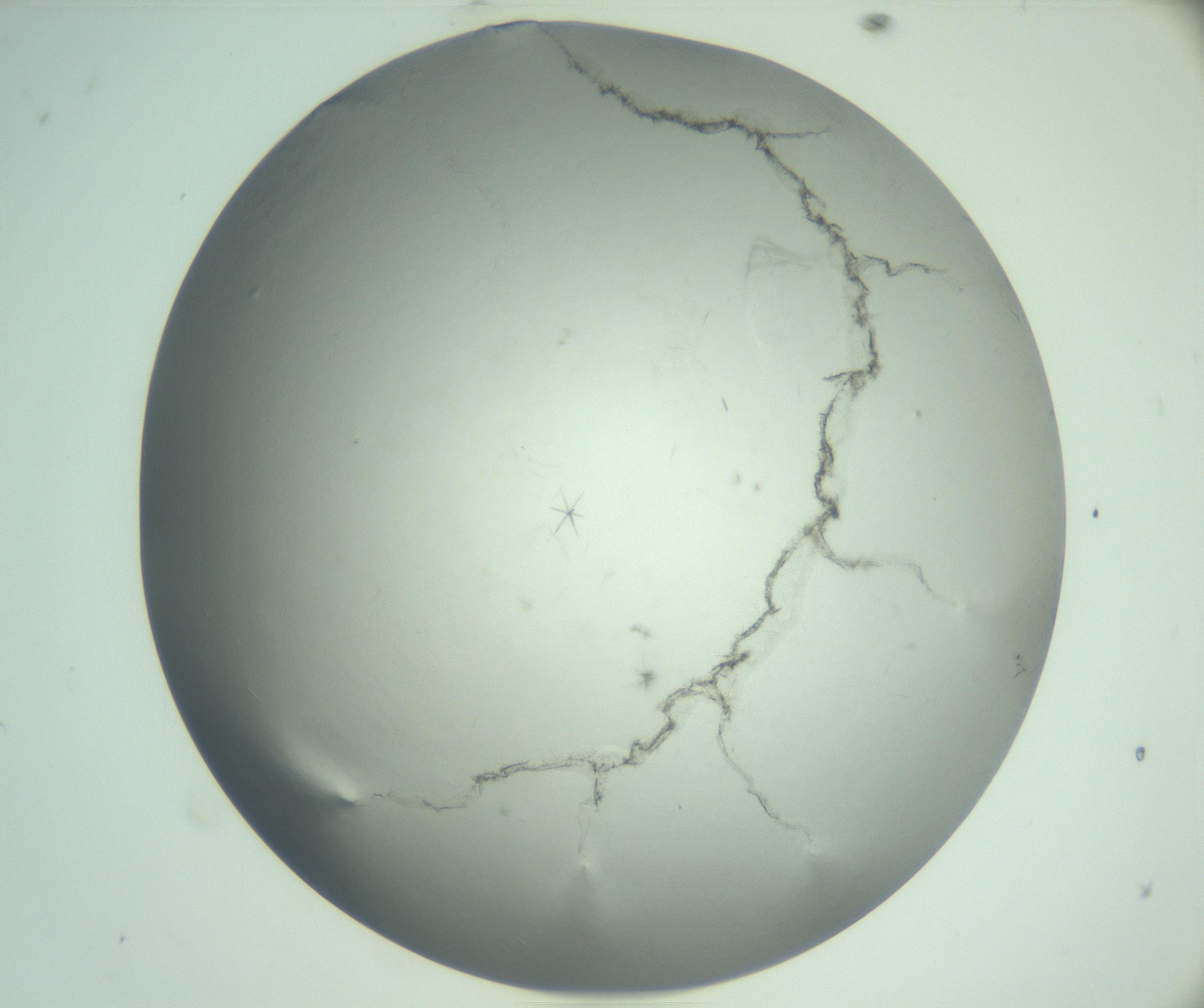 RI01_03_000_0212_Proj1_Clon1_MC_0000MC102940_008_161126_10_03_02_00_99_002_001_RAI.jpg