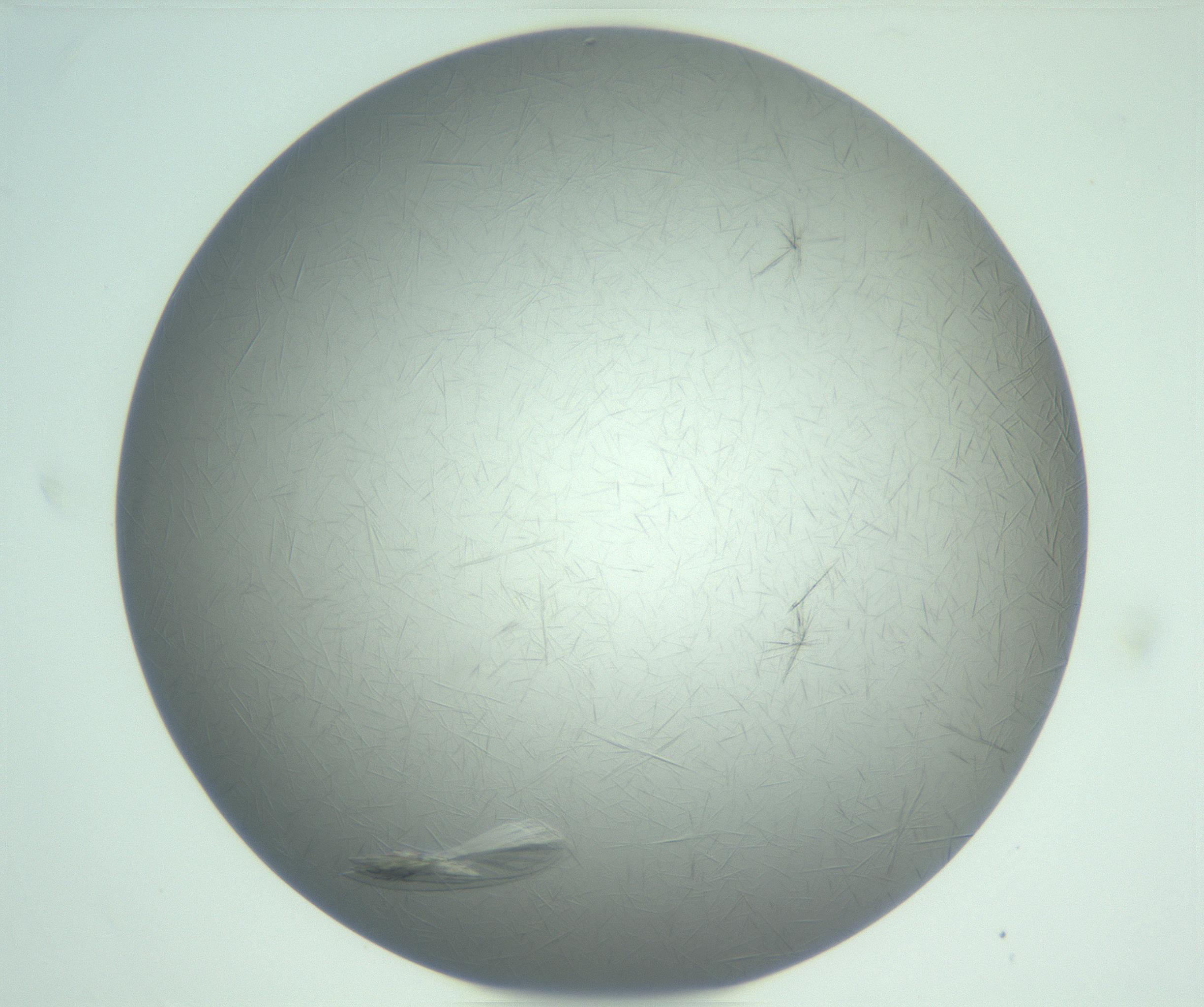 RI01_03_000_0212_Proj1_Clon1_MC_0000MC102940_008_161126_10_07_01_00_99_002_001_RAI.jpg