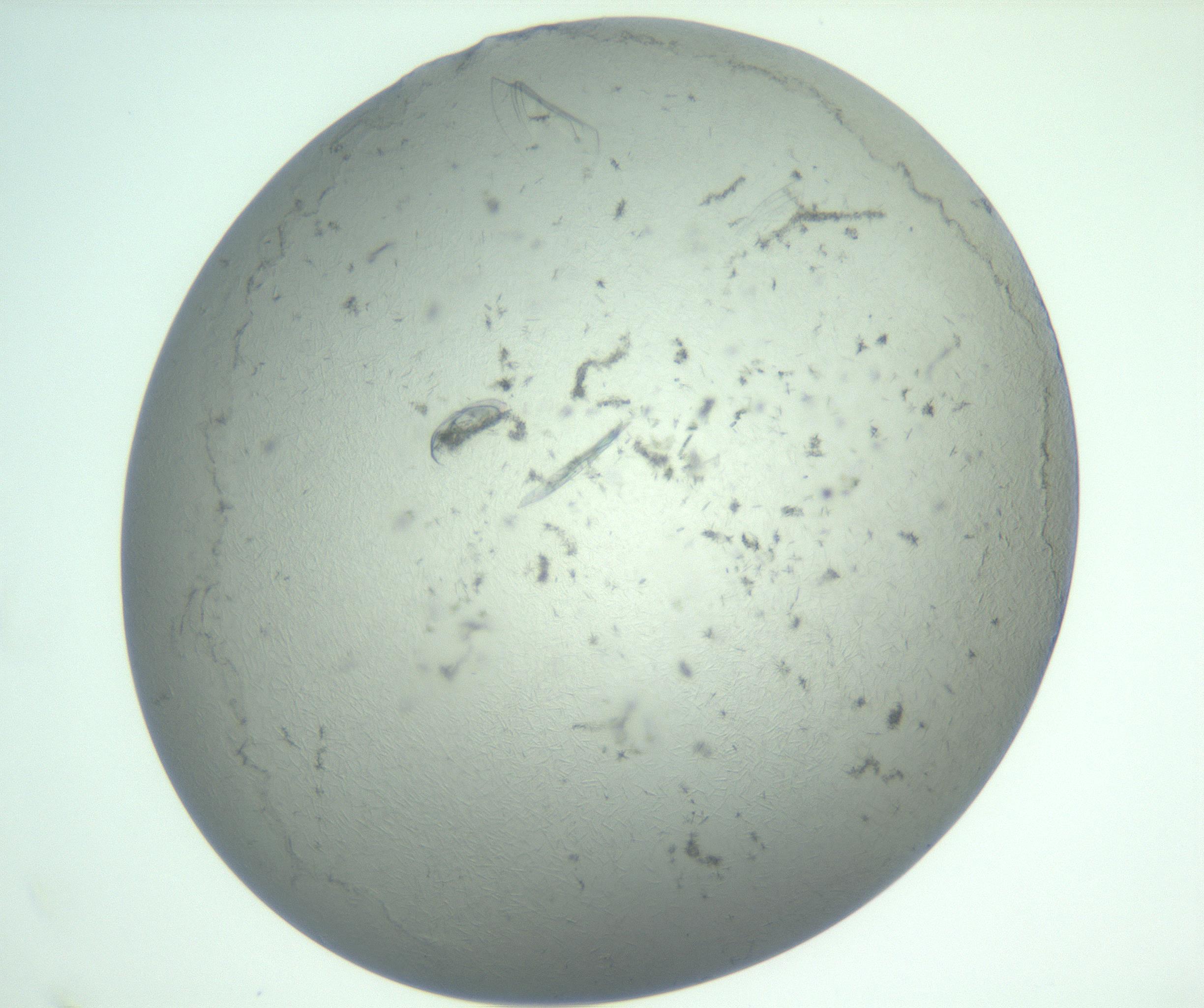 RI01_03_000_0212_Proj1_Clon1_MC_0000MC102940_008_161126_10_08_01_00_99_002_001_RAI.jpg