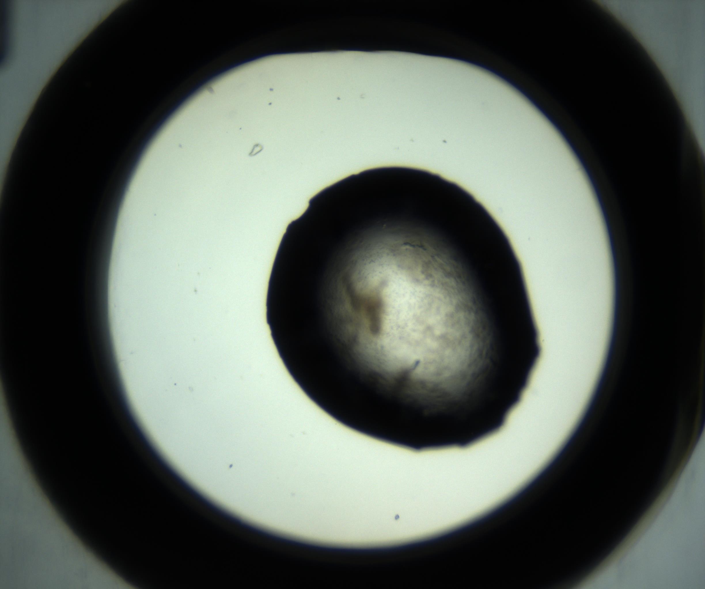 RI01_03_000_0212_Proj1_Clon1_MC_0000MC102942_001_161108_01_03_02_00_98_002_001_RAI.jpg