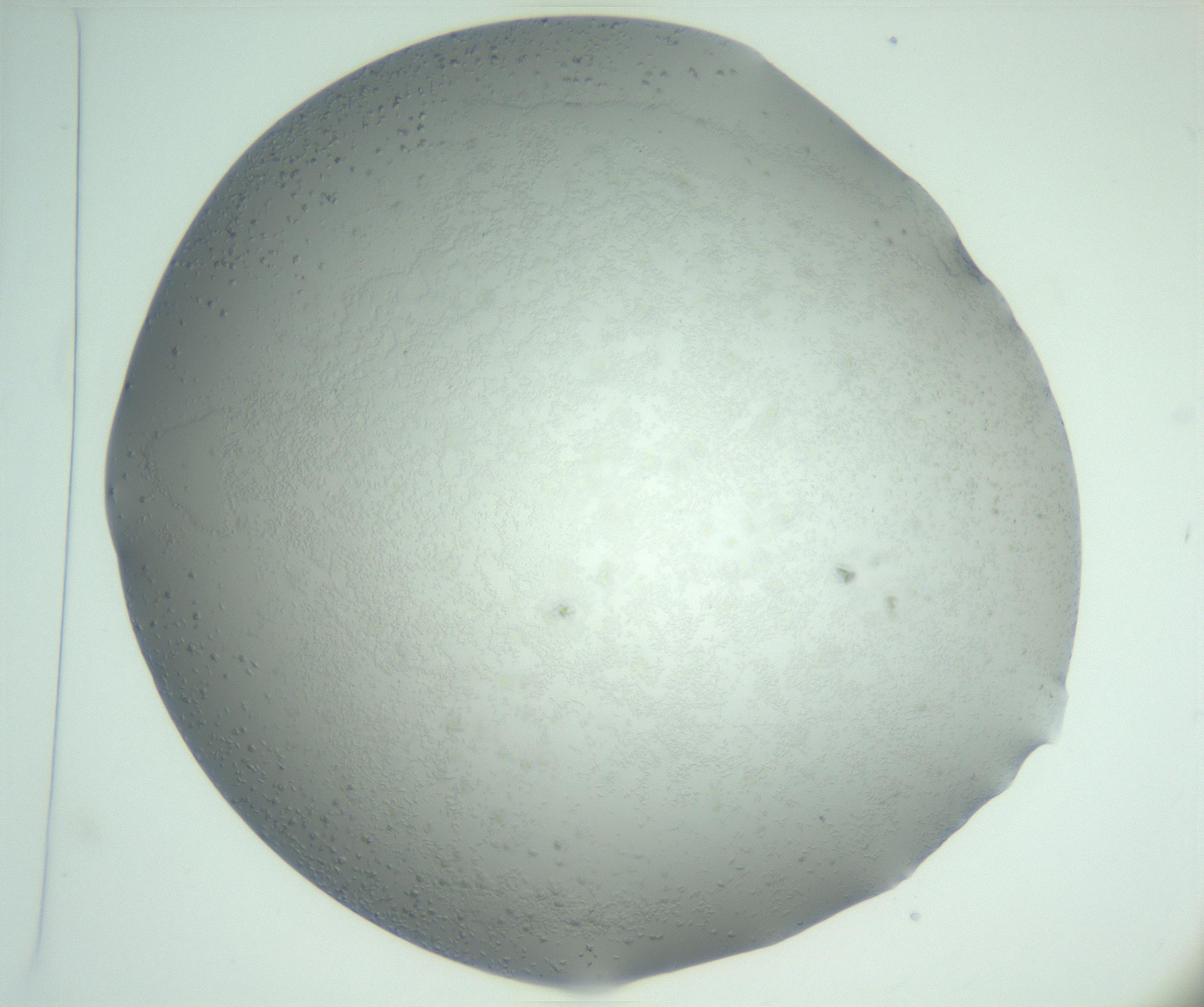 RI01_03_000_0212_Proj1_Clon1_MC_0000MC102942_004_161111_01_06_02_00_99_002_001_RAI.jpg