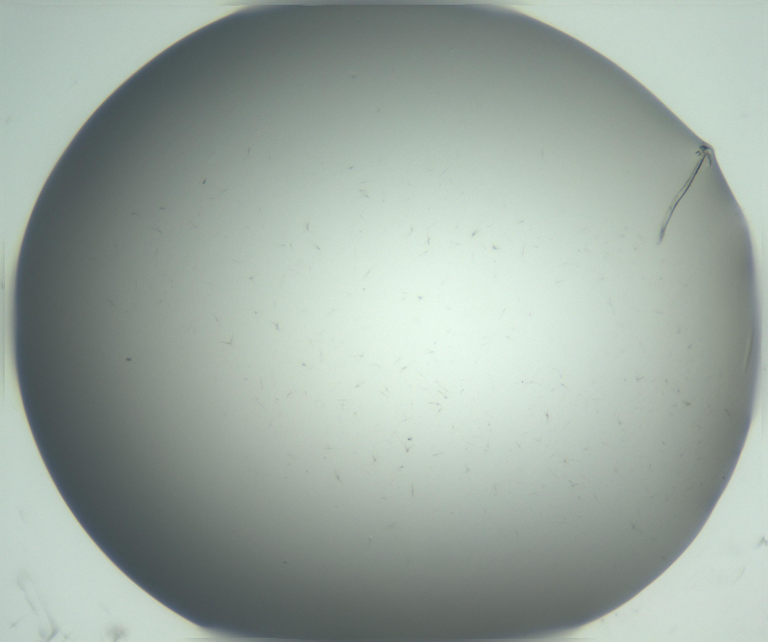 RI01_03_000_0212_Proj1_Clon1_MC_0000MC102942_004_161111_06_01_02_00_99_002_001_RAI.jpg