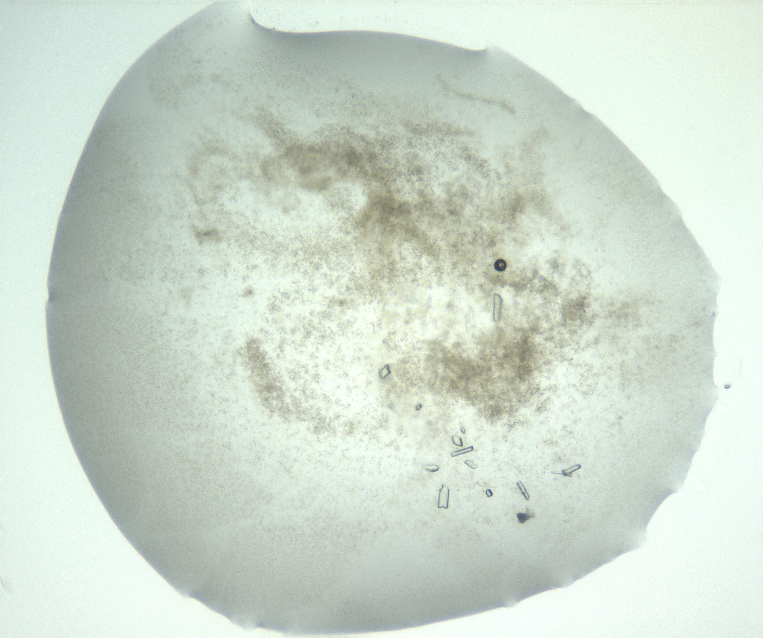 RI01_03_000_0212_Proj1_Clon1_MC_0000MC102942_004_161111_09_04_02_00_99_002_001_RAI.jpg