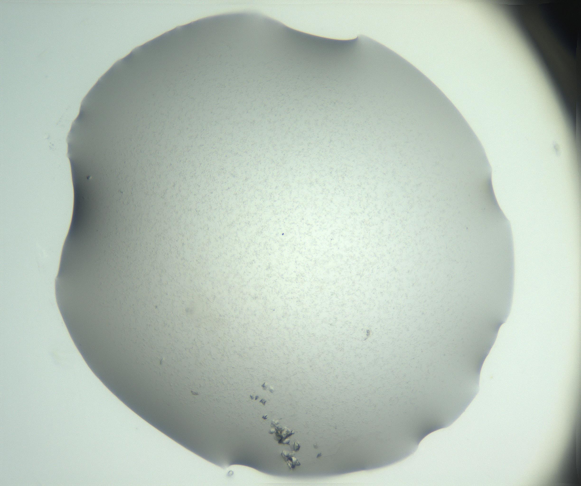 RI01_03_000_0212_Proj1_Clon1_MC_0000MC102942_005_161113_04_02_02_00_99_002_001_RAI.jpg