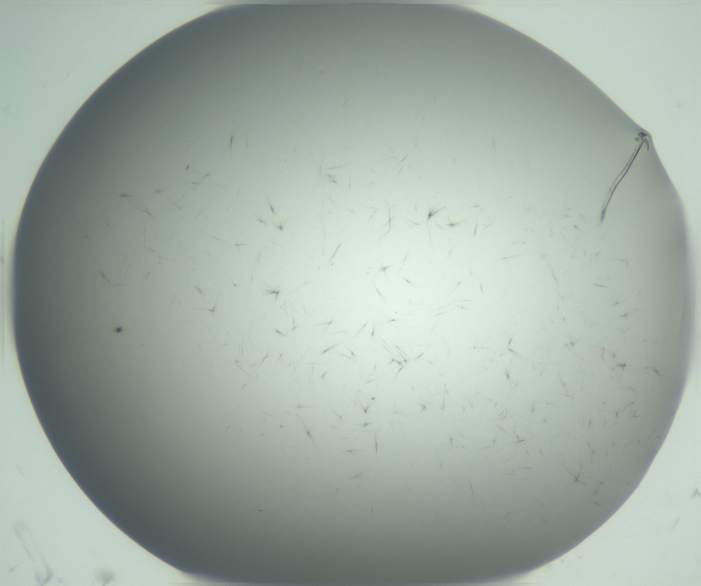 RI01_03_000_0212_Proj1_Clon1_MC_0000MC102942_006_161115_06_01_02_00_99_002_001_RAI.jpg