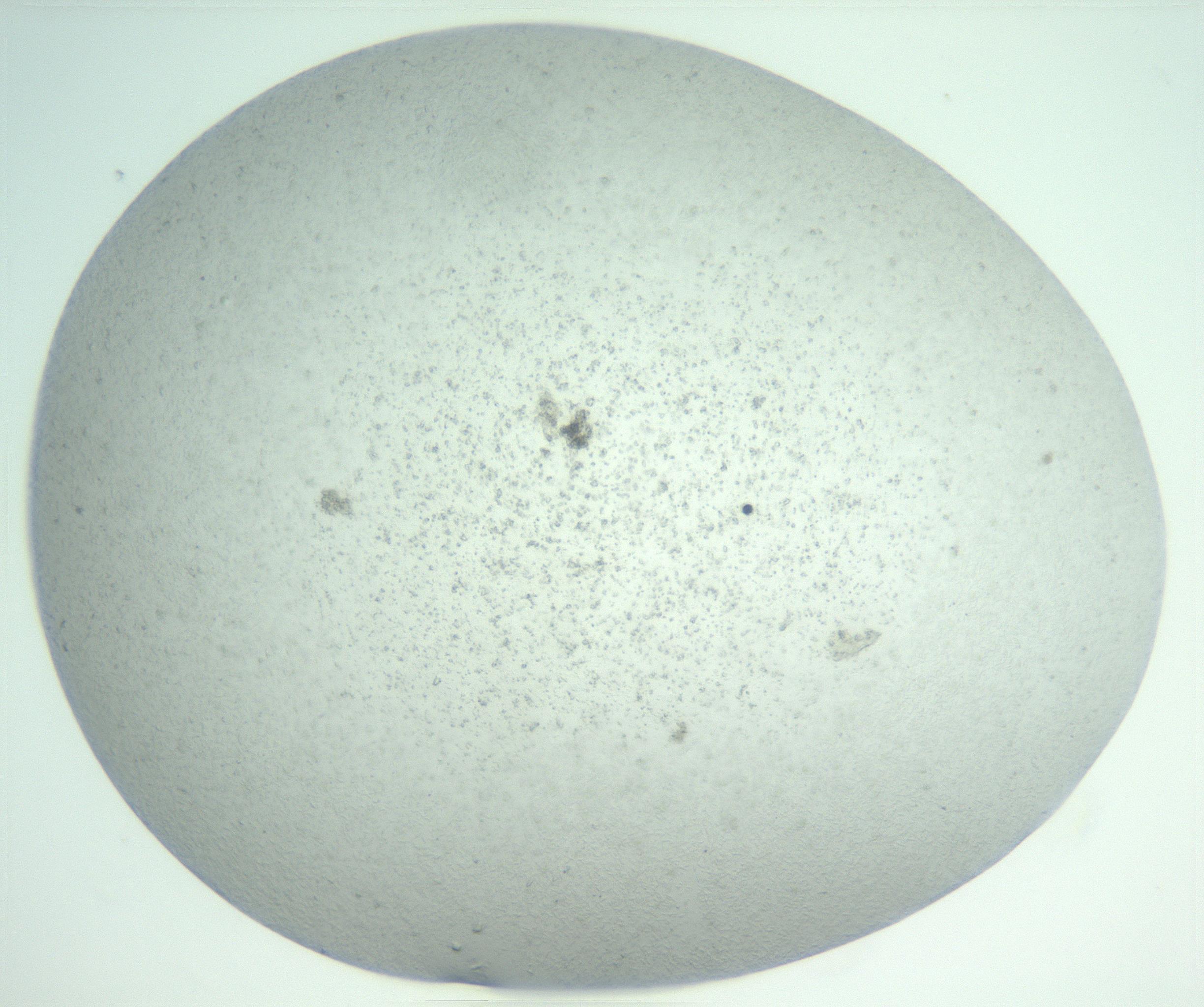 RI01_03_000_0212_Proj1_Clon1_MC_0000MC102942_006_161115_06_07_02_00_99_002_001_RAI.jpg