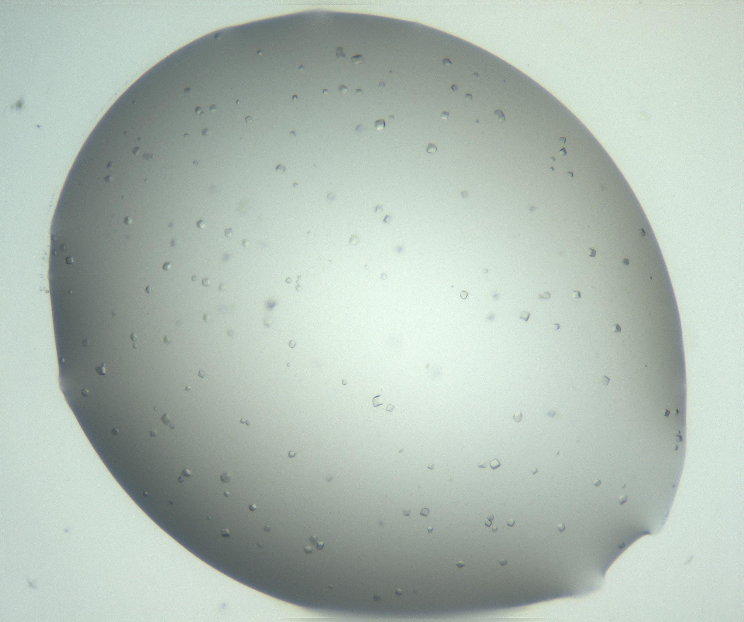 RI01_03_000_0212_Proj1_Clon1_MC_0000MC102942_006_161115_07_03_02_00_99_002_001_RAI.jpg