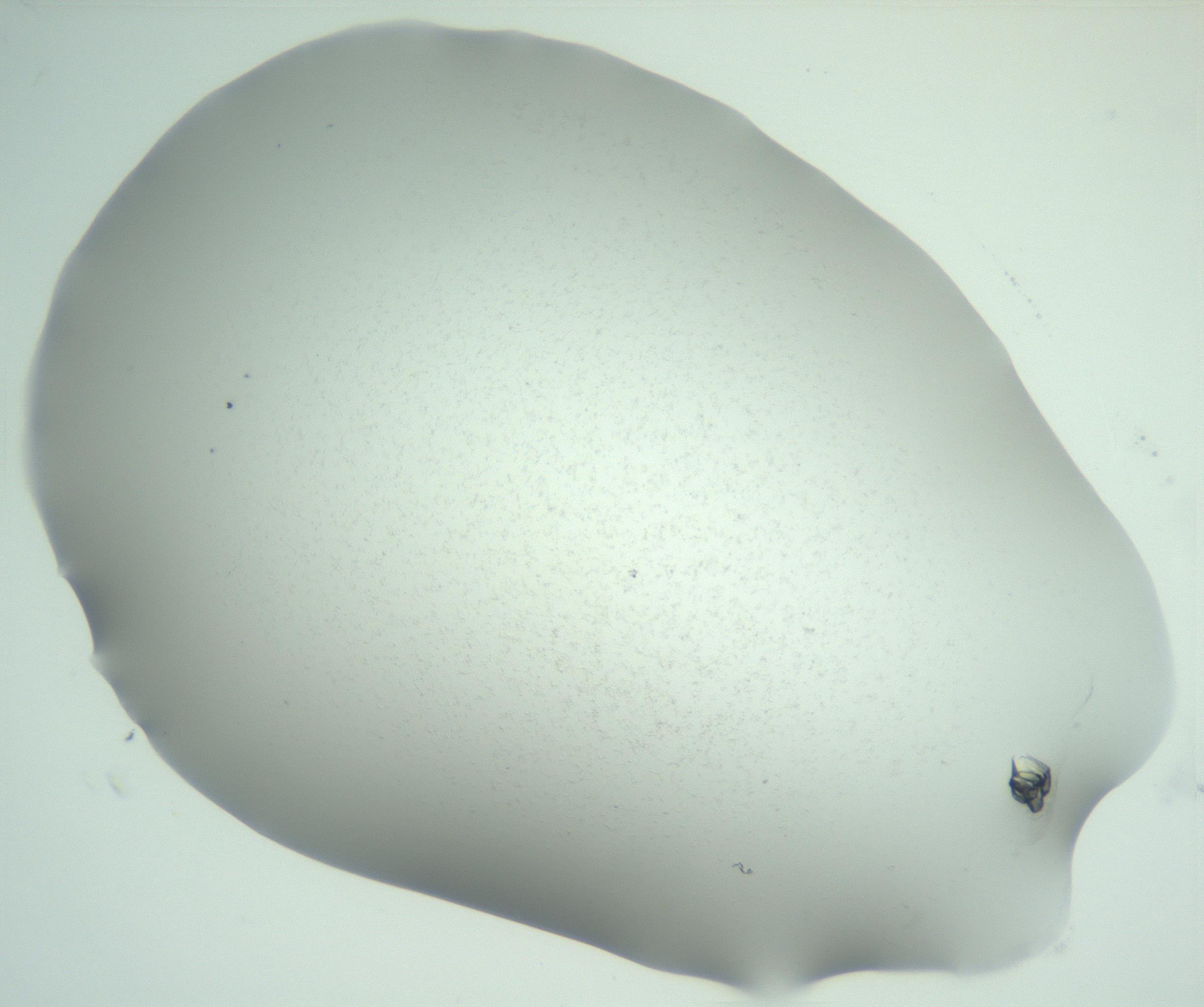 RI01_03_000_0212_Proj1_Clon1_MC_0000MC102942_007_161119_05_03_02_00_99_002_001_RAI.jpg