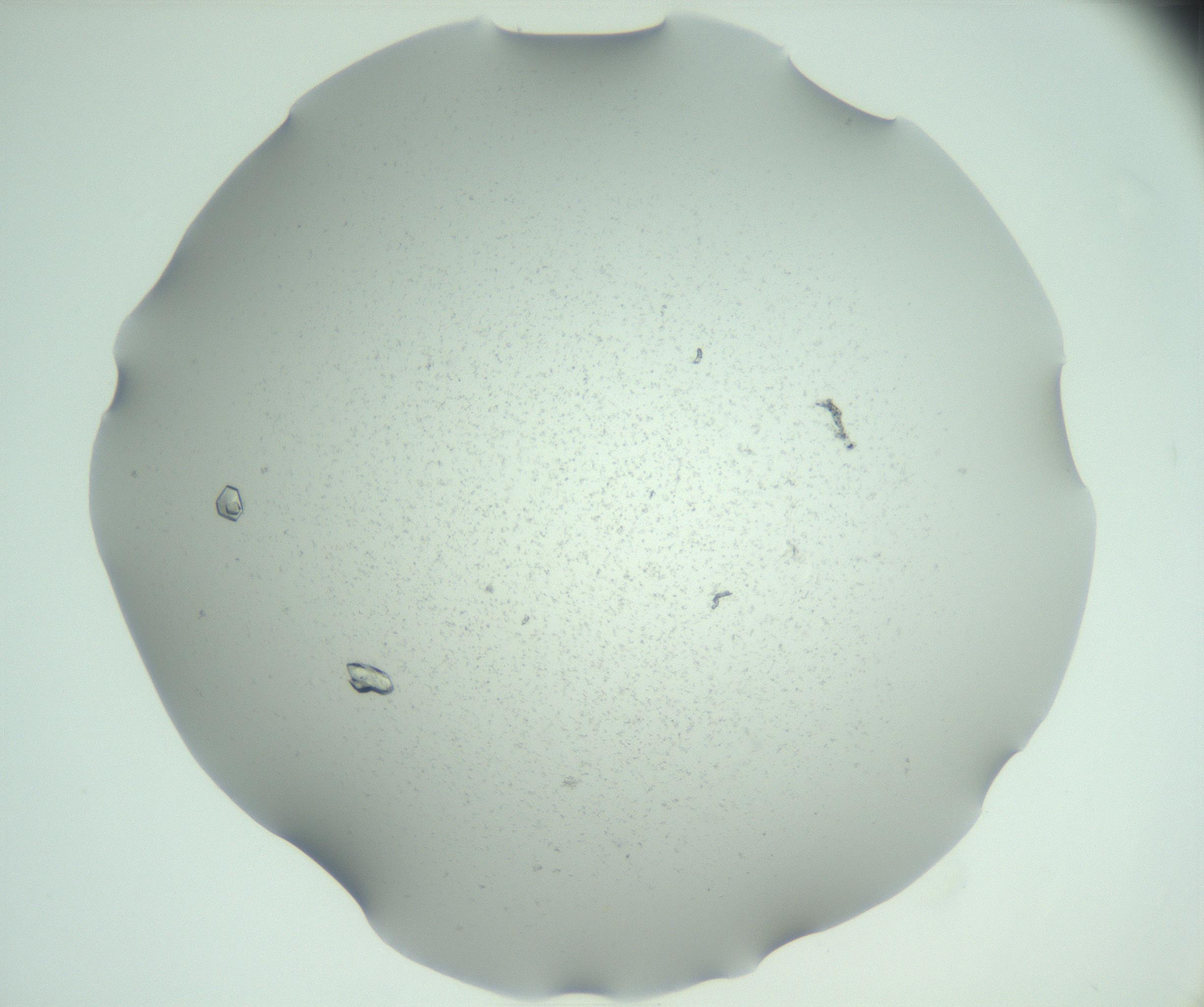 RI01_03_000_0212_Proj1_Clon1_MC_0000MC102942_009_161129_12_05_02_00_99_002_001_RAI.jpg