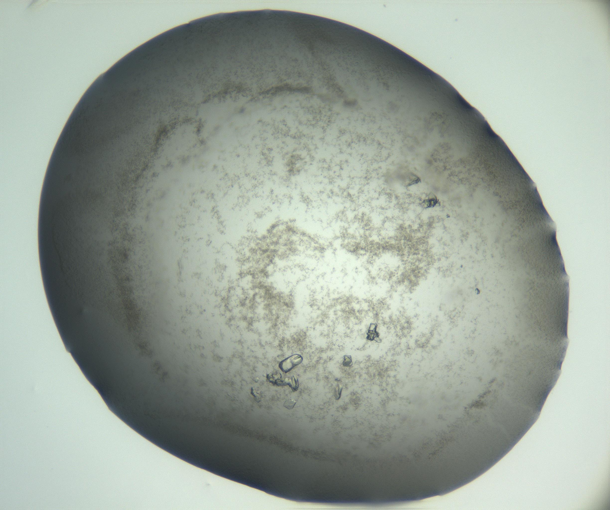 RI01_03_000_0212_Proj1_Clon1_MC_0000MC102943_002_161109_01_03_02_00_99_002_001_RAI.jpg