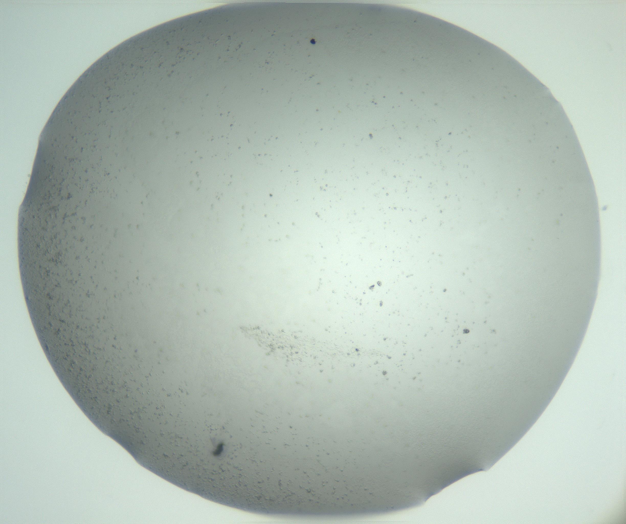 RI01_03_000_0212_Proj1_Clon1_MC_0000MC102943_004_161111_01_06_02_00_99_002_001_RAI.jpg