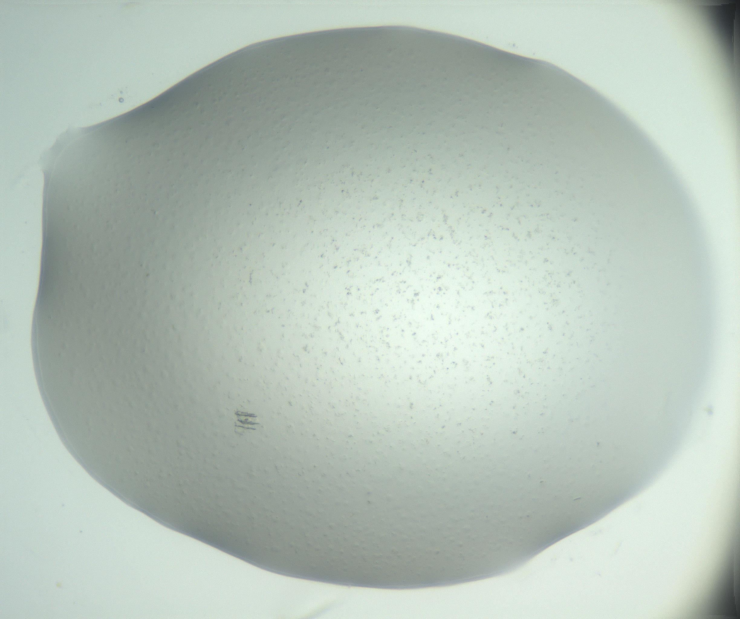 RI01_03_000_0212_Proj1_Clon1_MC_0000MC102943_005_161113_04_01_02_00_99_002_001_RAI.jpg