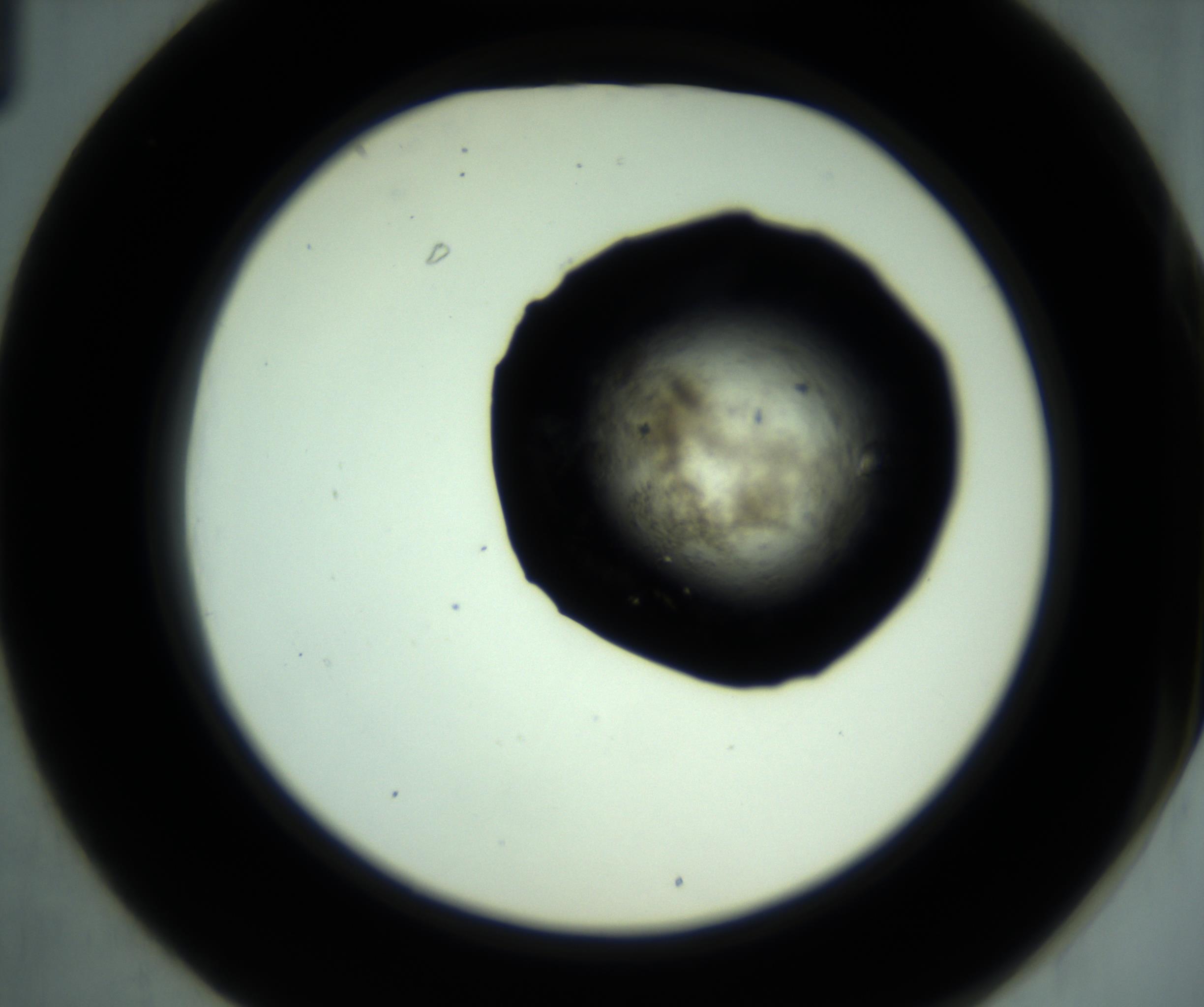 RI01_03_000_0212_Proj1_Clon1_MC_0000MC102944_001_161108_01_03_02_00_98_002_001_RAI.jpg