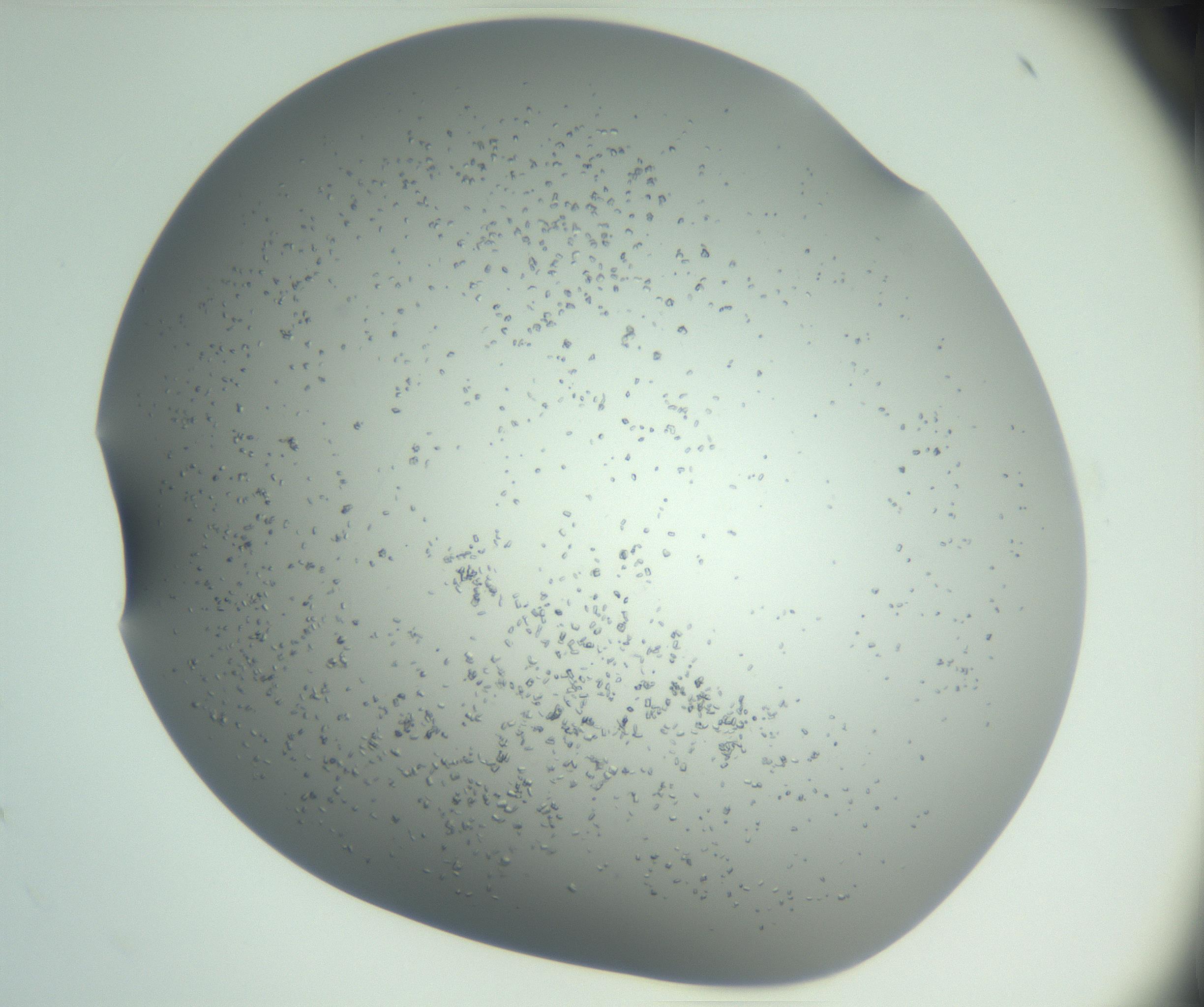 RI01_03_000_0212_Proj1_Clon1_MC_0000MC102944_002_161109_01_04_02_00_99_002_001_RAI.jpg
