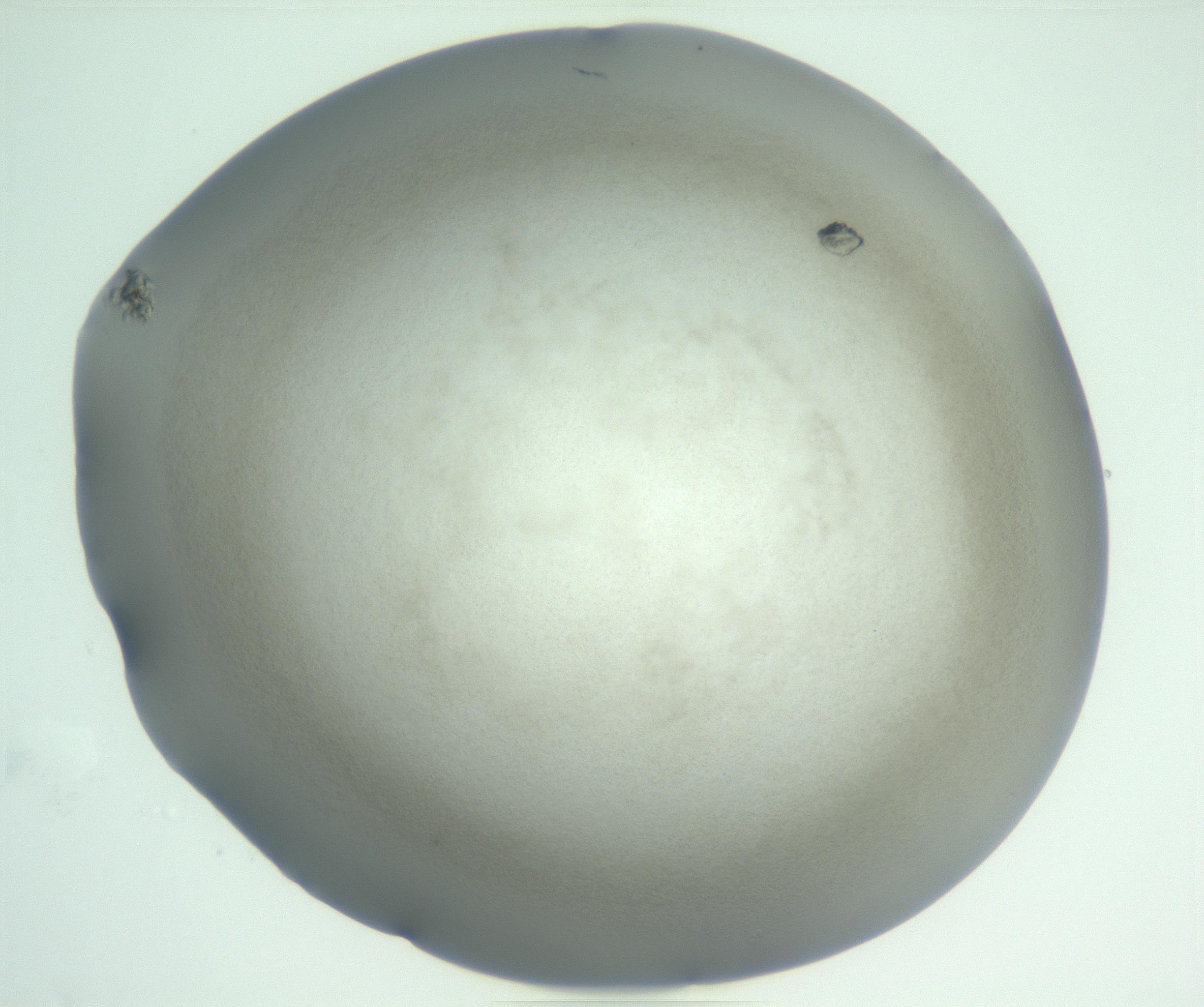 RI01_03_000_0212_Proj1_Clon1_MC_0000MC102944_002_161109_01_06_01_00_99_002_001_RAI.jpg