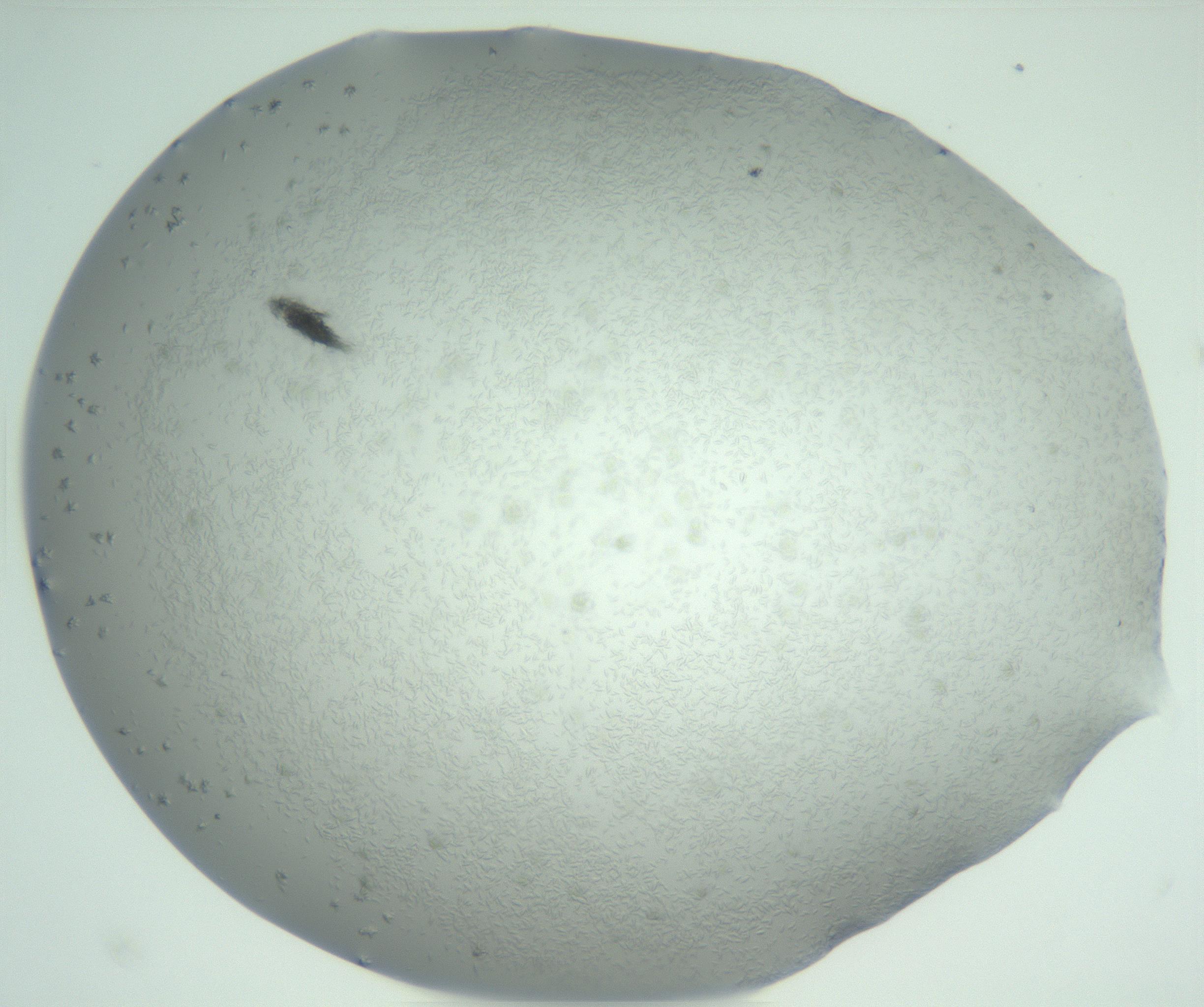 RI01_03_000_0212_Proj1_Clon1_MC_0000MC102944_005_161113_01_06_02_00_99_002_001_RAI.jpg