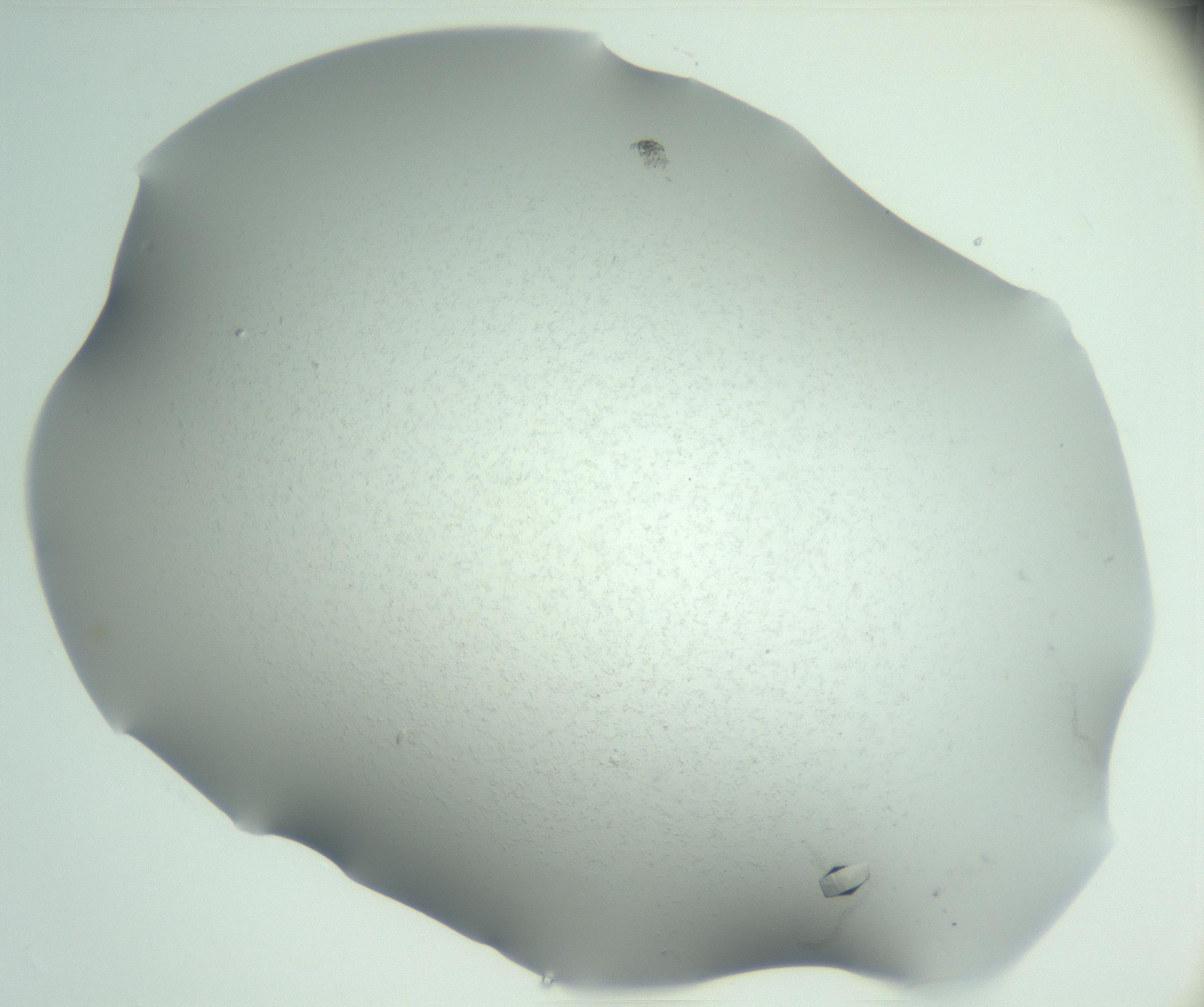 RI01_03_000_0212_Proj1_Clon1_MC_0000MC102944_005_161113_04_02_02_00_99_002_001_RAI.jpg