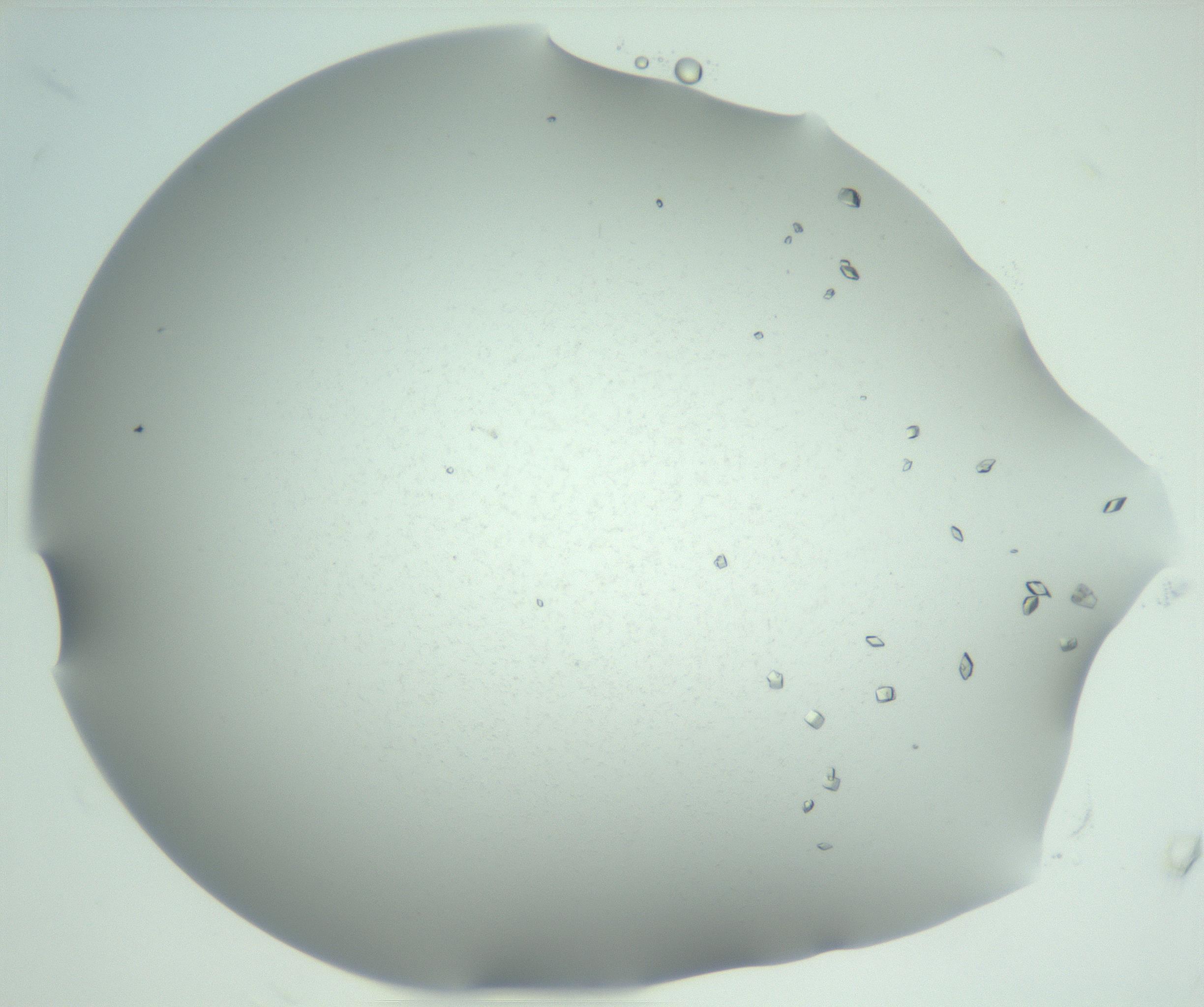 RI01_03_000_0212_Proj1_Clon1_MC_0000MC102944_005_161113_08_05_02_00_99_002_001_RAI.jpg