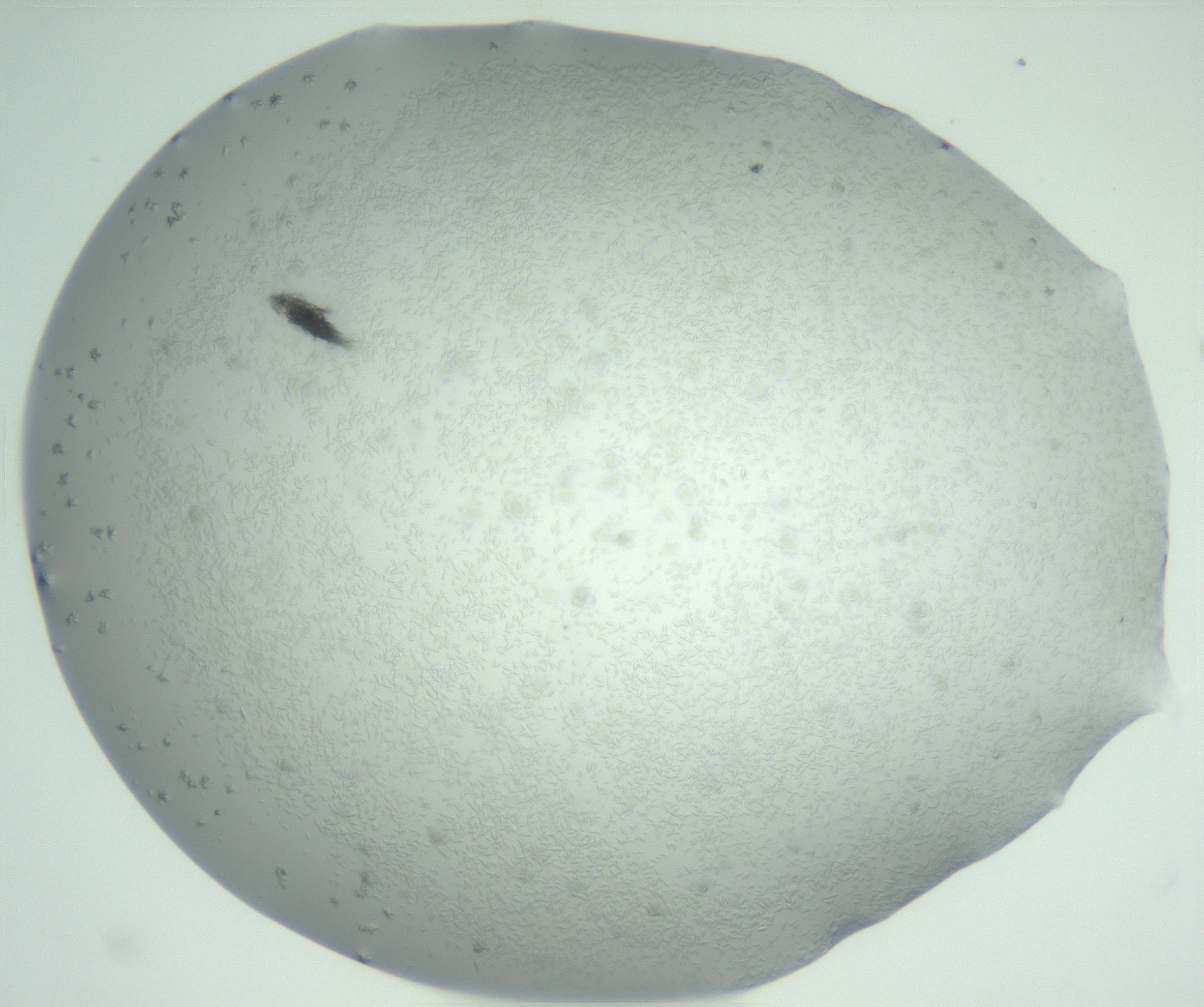 RI01_03_000_0212_Proj1_Clon1_MC_0000MC102944_006_161115_01_06_02_00_99_002_001_RAI.jpg