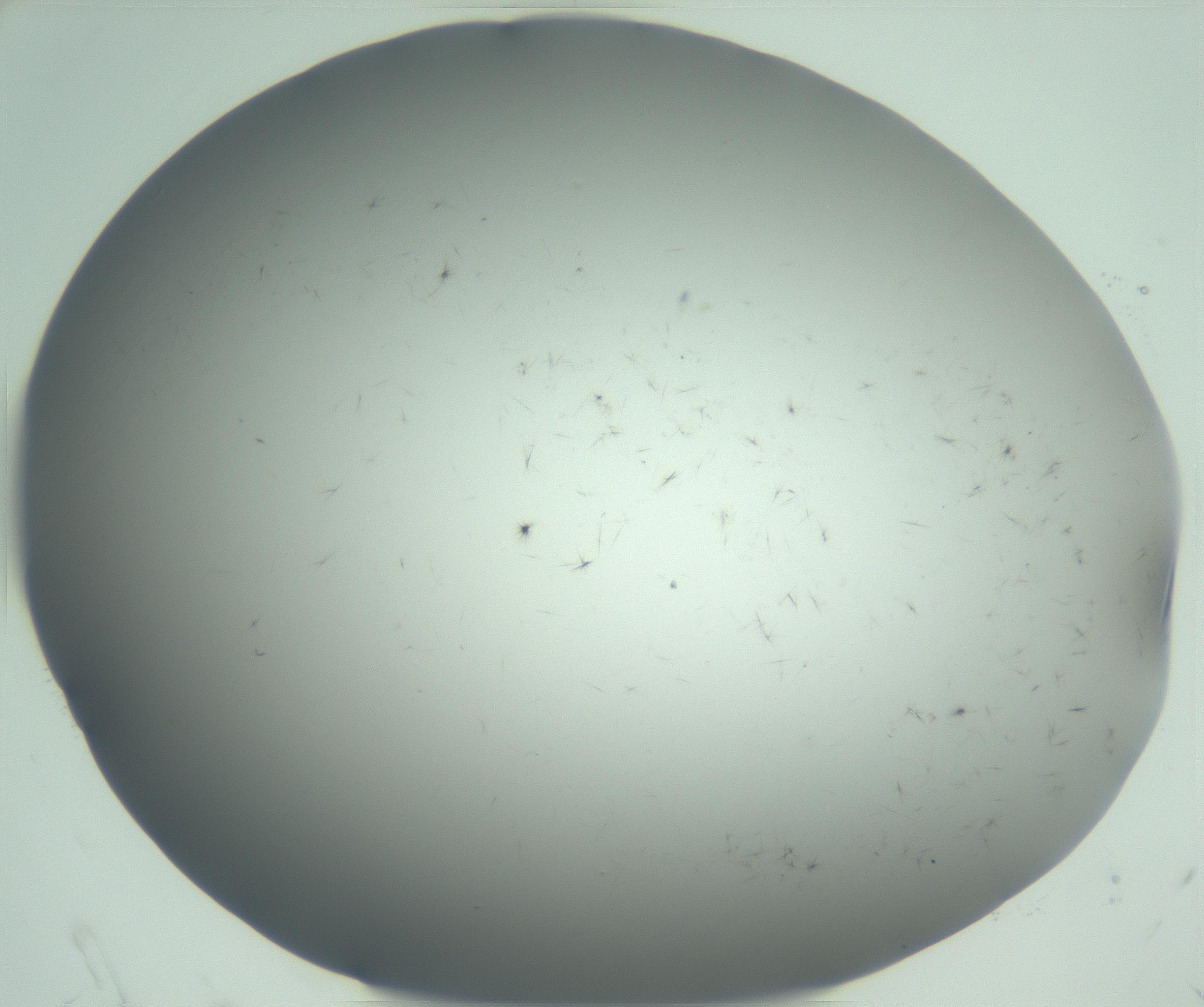 RI01_03_000_0212_Proj1_Clon1_MC_0000MC102944_006_161115_06_01_02_00_99_002_001_RAI.jpg