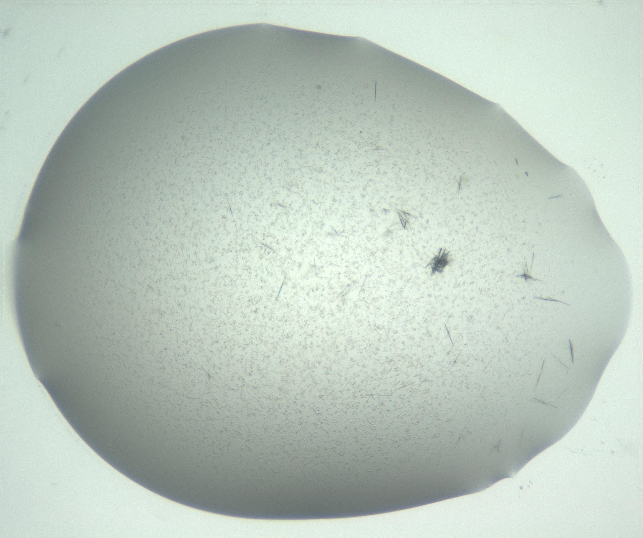 RI01_03_000_0212_Proj1_Clon1_MC_0000MC102944_006_161115_09_01_02_00_99_002_001_RAI.jpg