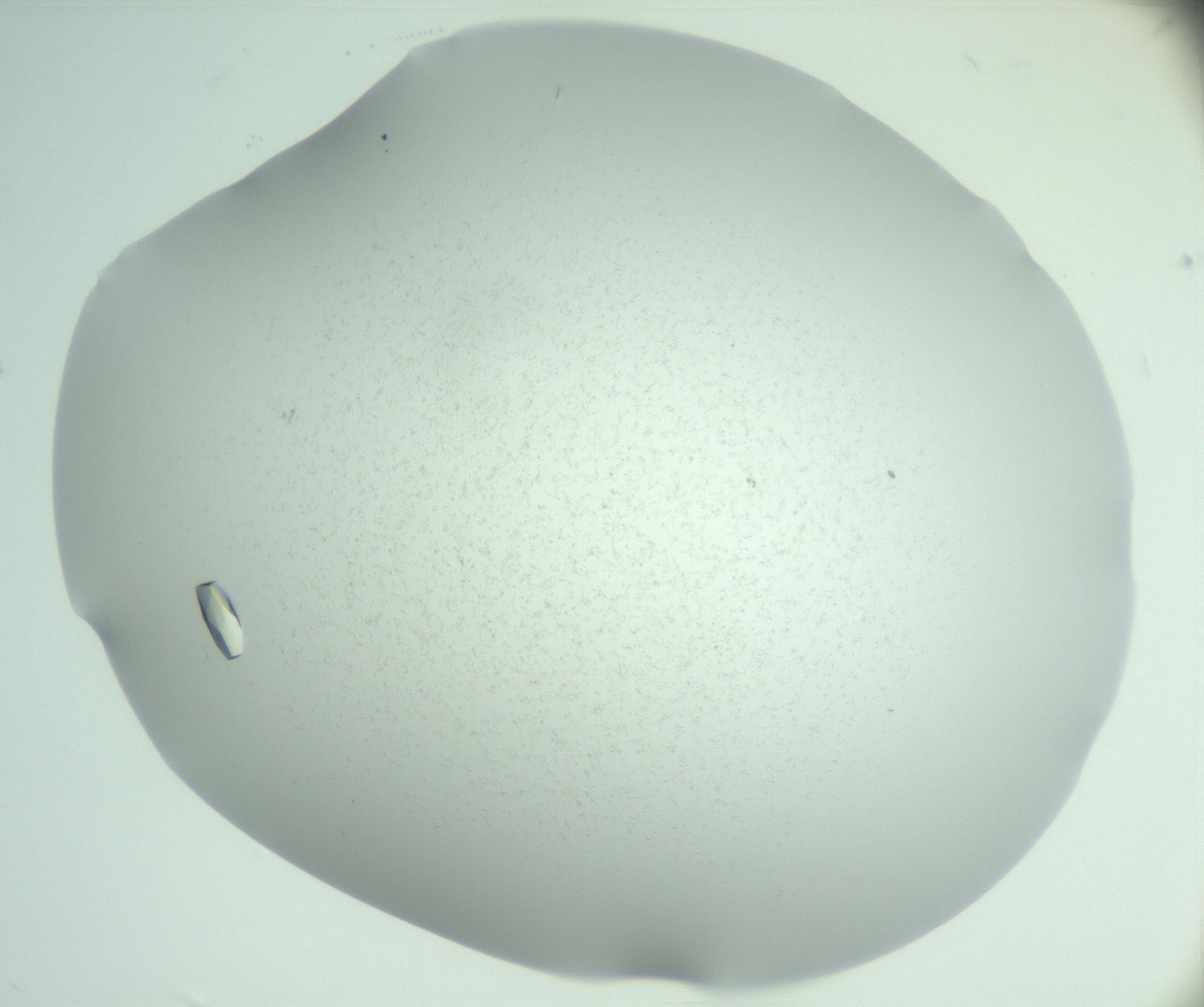 RI01_03_000_0212_Proj1_Clon1_MC_0000MC102944_009_161129_07_04_02_00_99_002_001_RAI.jpg