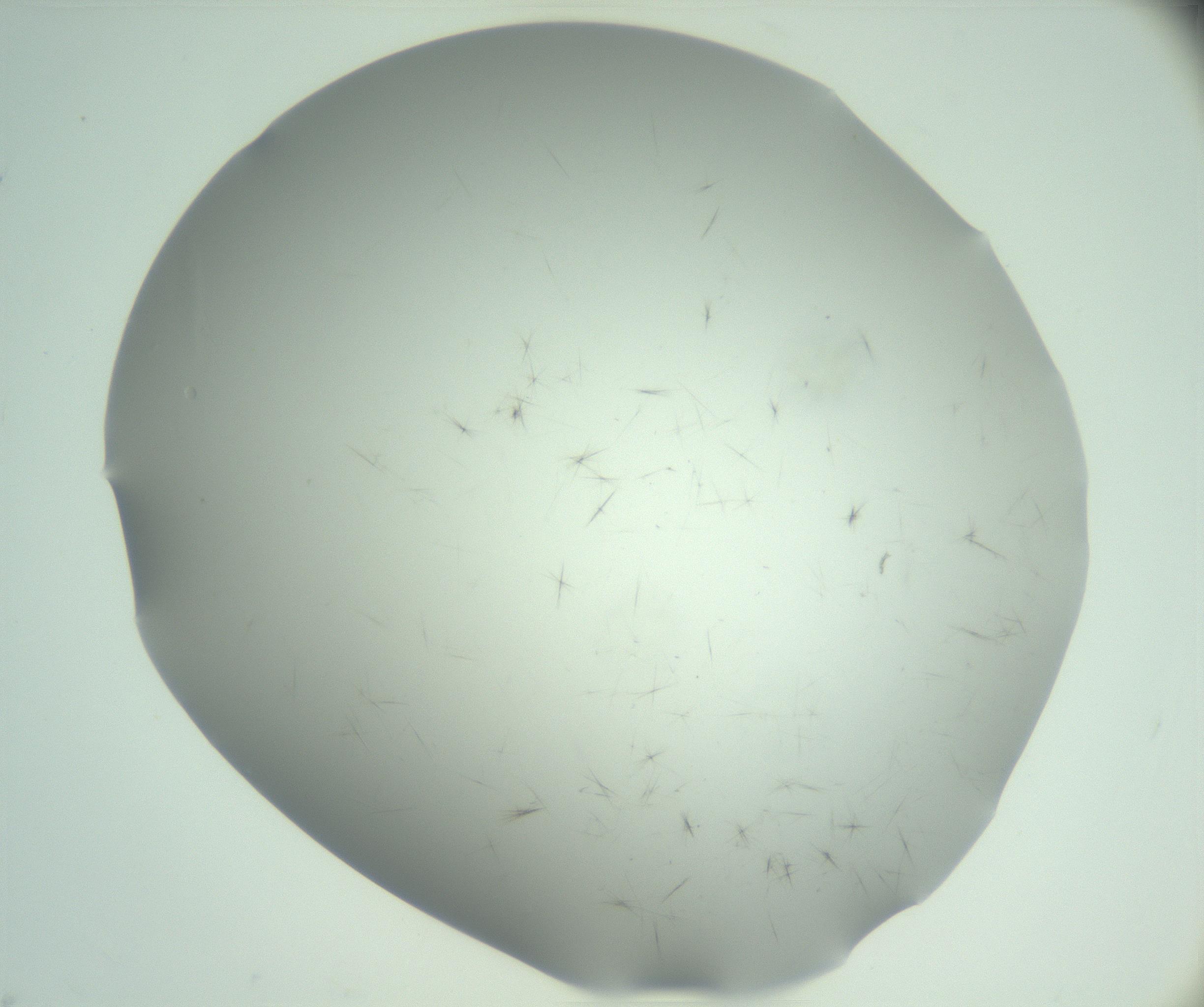 RI01_03_000_0212_Proj1_Clon1_MC_0000MC102944_009_161129_11_02_02_00_99_002_001_RAI.jpg