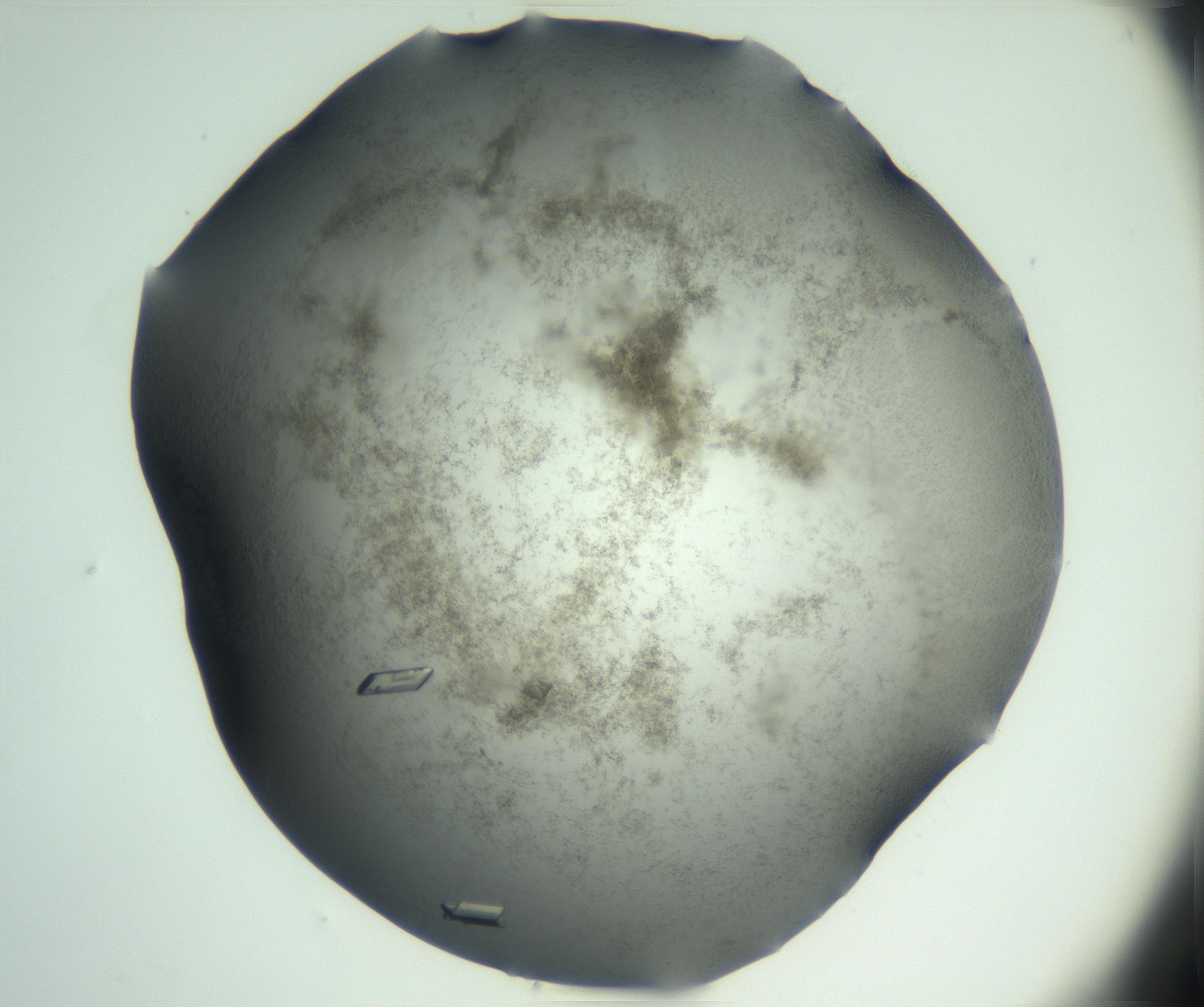 RI01_03_000_0212_Proj1_Clon1_MC_0000MC102945_002_161109_01_03_02_00_99_002_001_RAI.jpg
