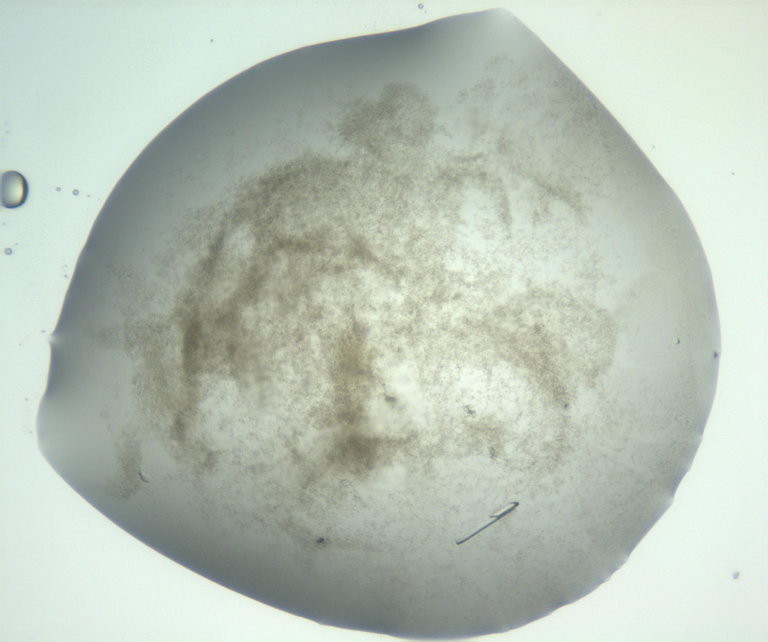 RI01_03_000_0212_Proj1_Clon1_MC_0000MC102945_002_161109_09_04_02_00_99_002_001_RAI.jpg