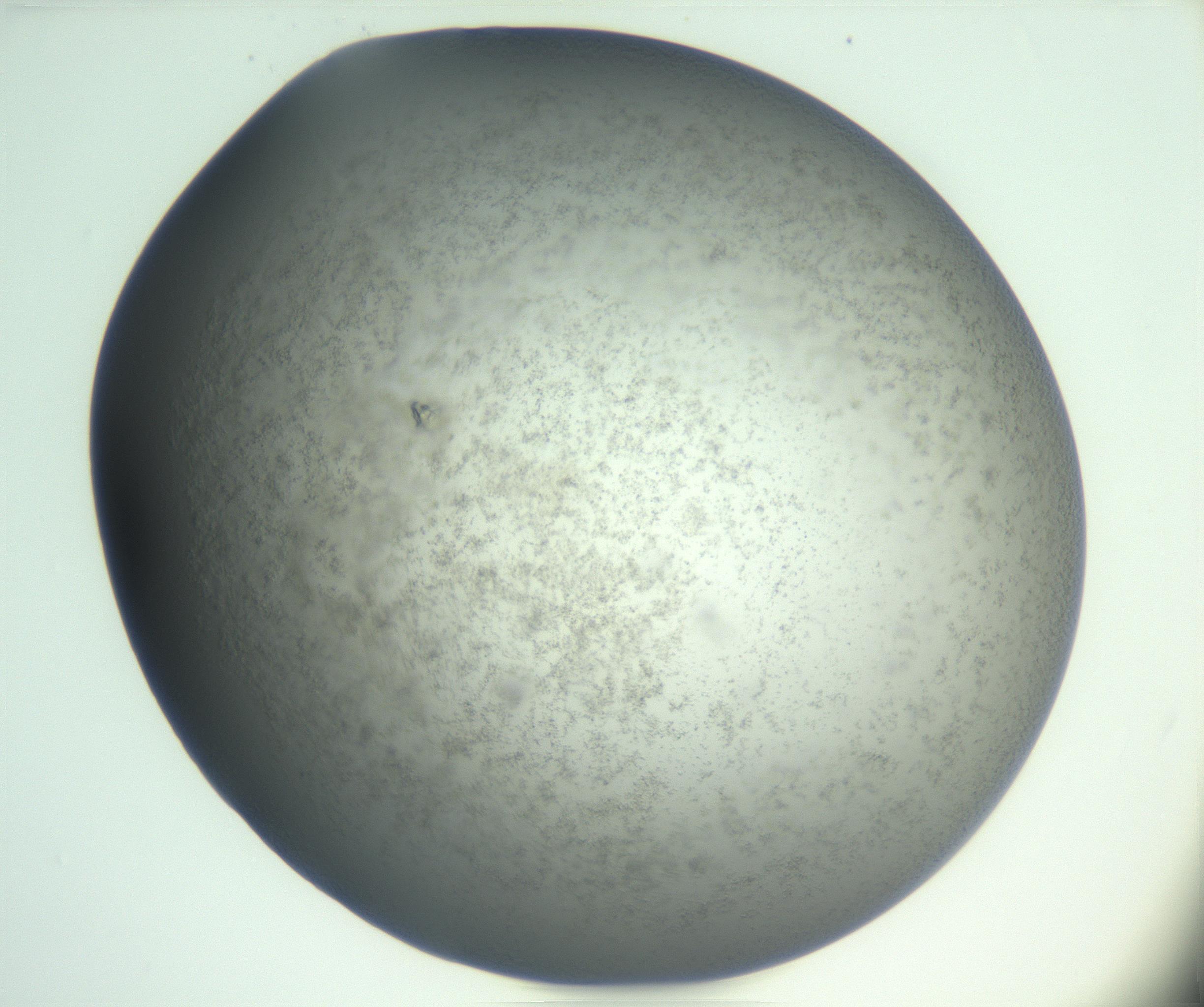 RI01_03_000_0212_Proj1_Clon1_MC_0000MC102945_004_161111_01_01_01_00_99_002_001_RAI.jpg