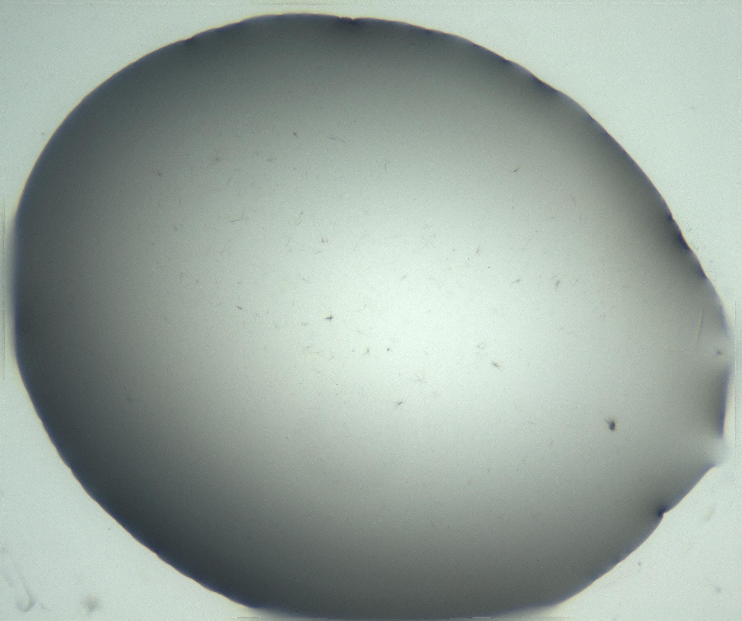 RI01_03_000_0212_Proj1_Clon1_MC_0000MC102945_004_161111_06_01_02_00_99_002_001_RAI.jpg