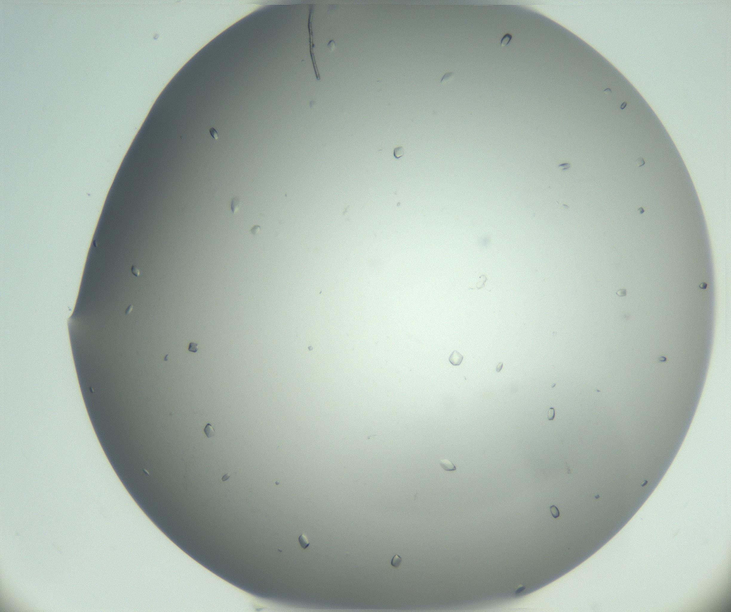 RI01_03_000_0212_Proj1_Clon1_MC_0000MC102945_006_161115_01_07_02_00_99_002_001_RAI.jpg