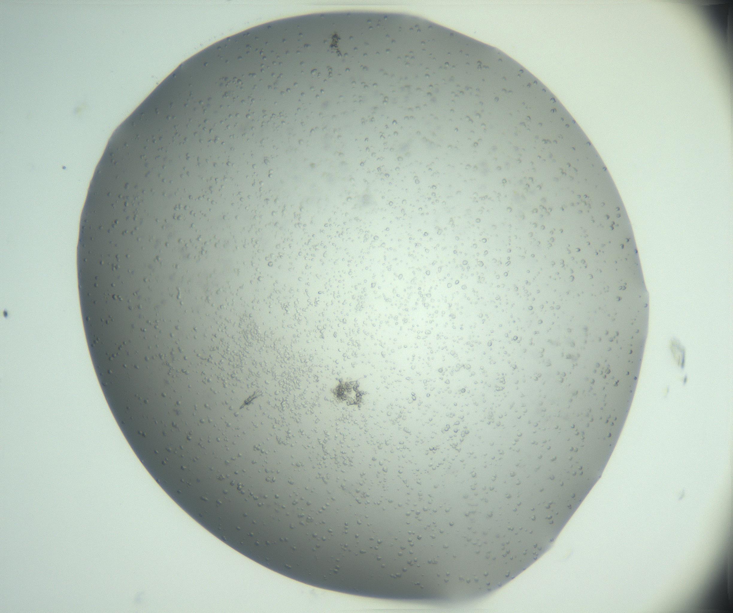 RI01_03_000_0212_Proj1_Clon1_MC_0000MC102945_006_161115_07_03_02_00_99_002_001_RAI.jpg