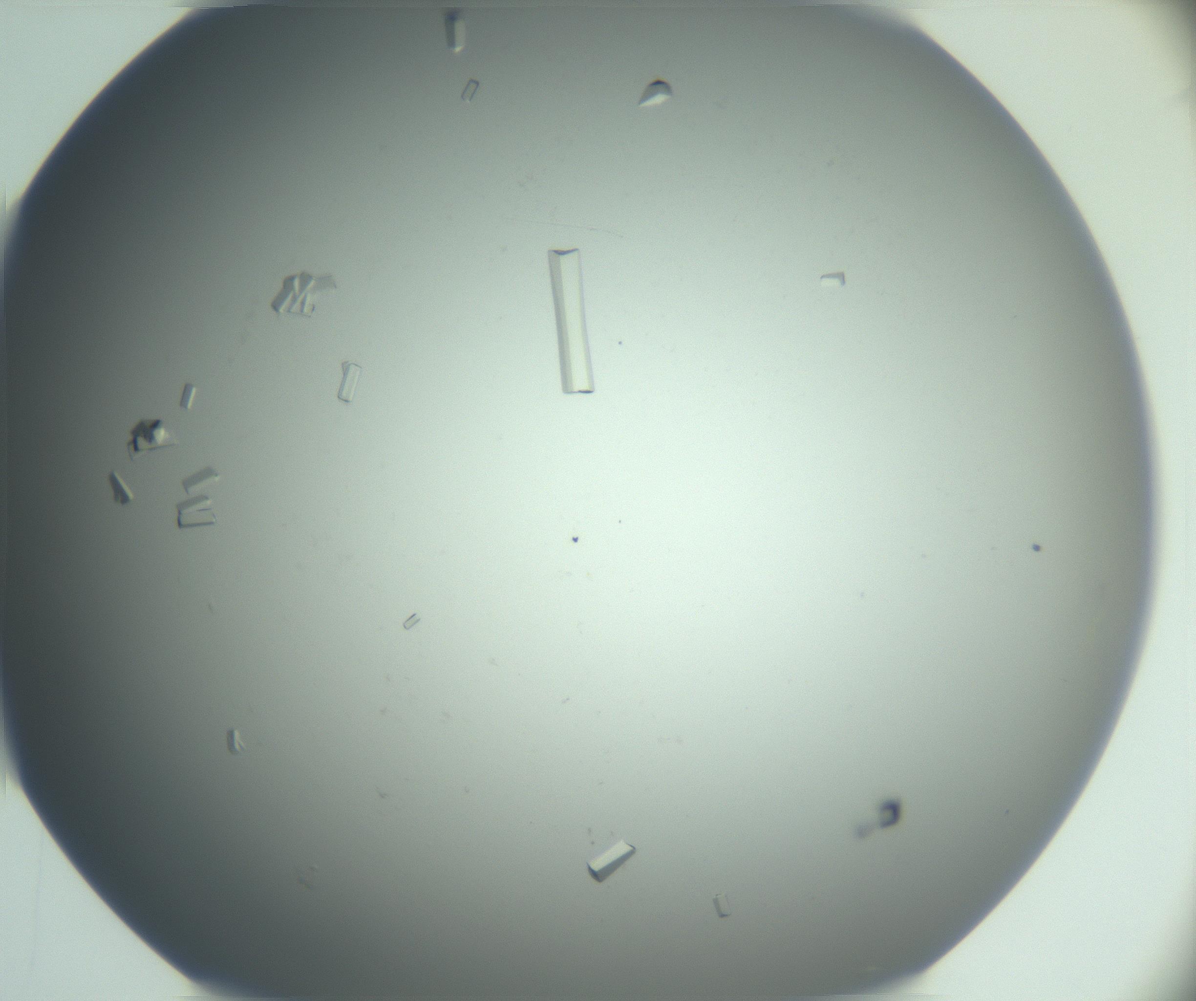 RI01_03_000_0212_Proj1_Clon1_MC_0000MC102945_008_161122_02_05_02_00_99_002_001_RAI.jpg