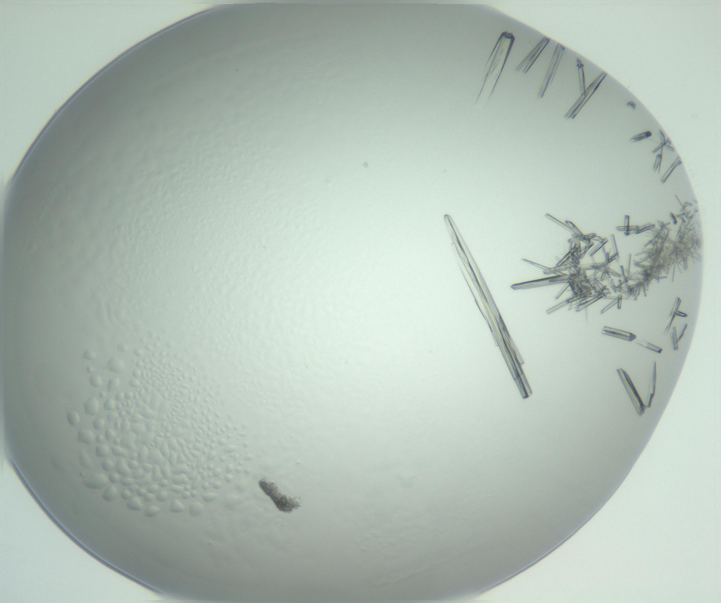 RI01_03_000_0212_Proj1_Clon1_MC_0000MC102948_002_161110_01_05_02_00_99_002_001_RAI.jpg