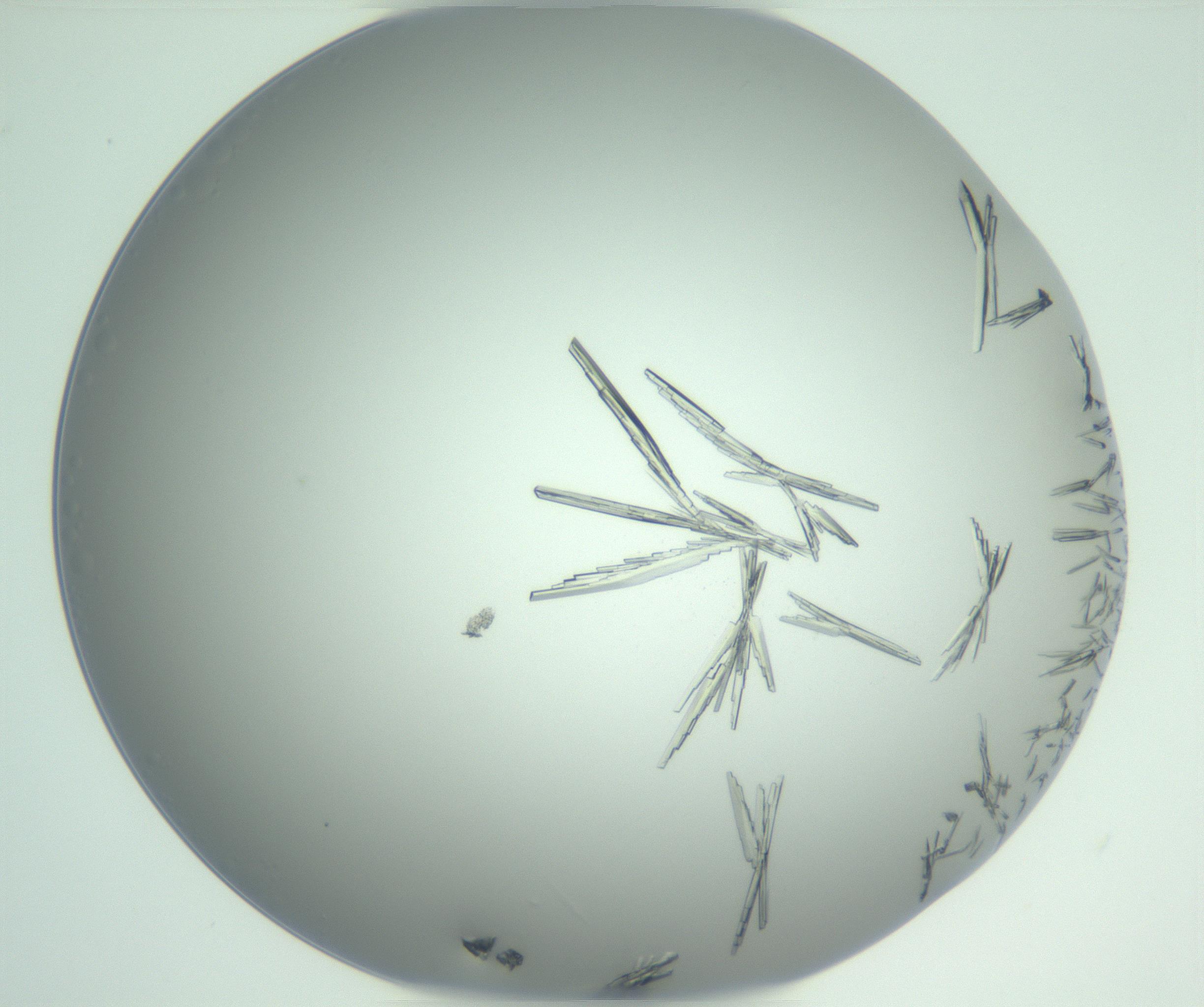RI01_03_000_0212_Proj1_Clon1_MC_0000MC102948_002_161110_02_05_01_00_99_002_001_RAI.jpg