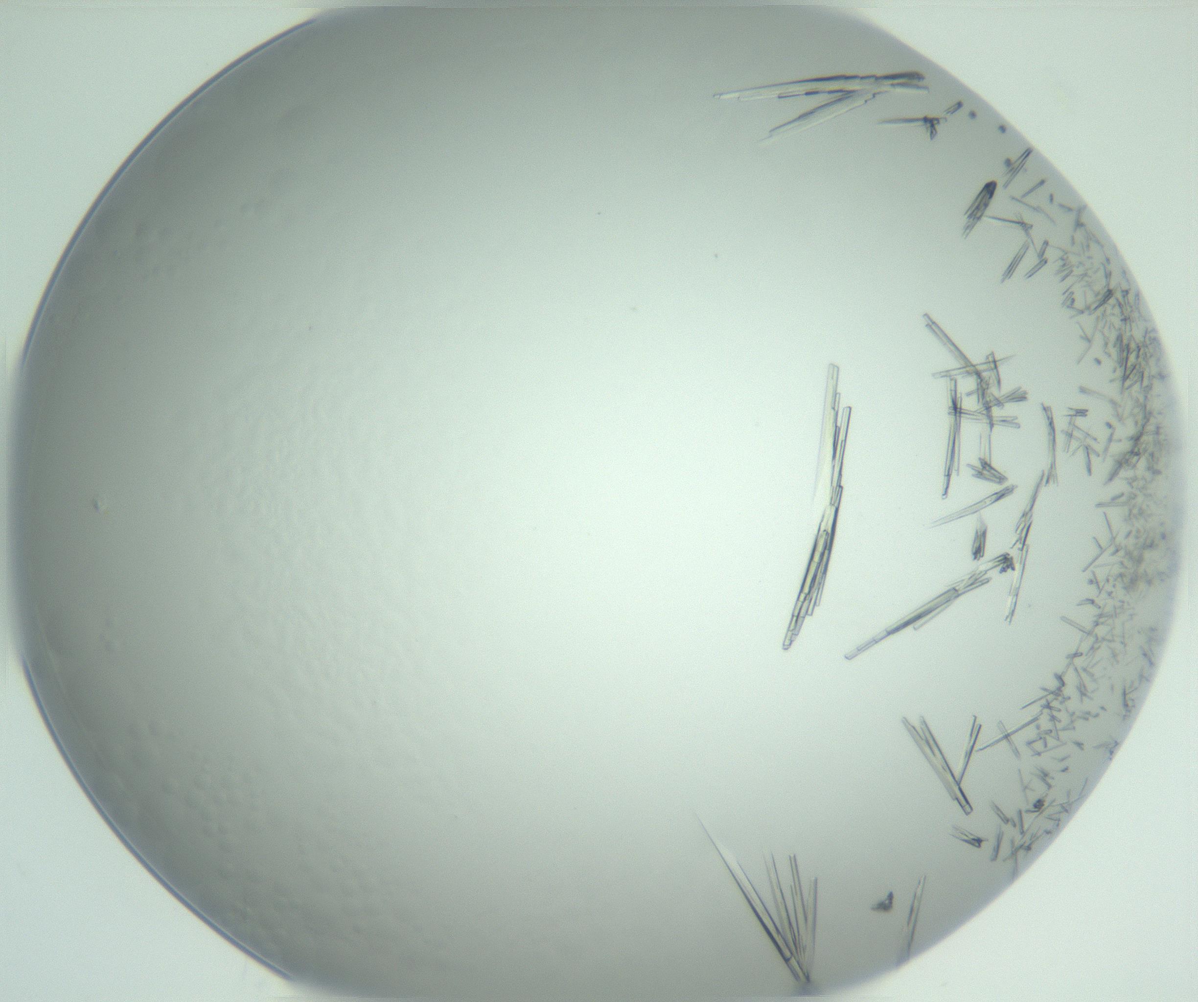 RI01_03_000_0212_Proj1_Clon1_MC_0000MC102948_002_161110_02_05_02_00_99_002_001_RAI.jpg