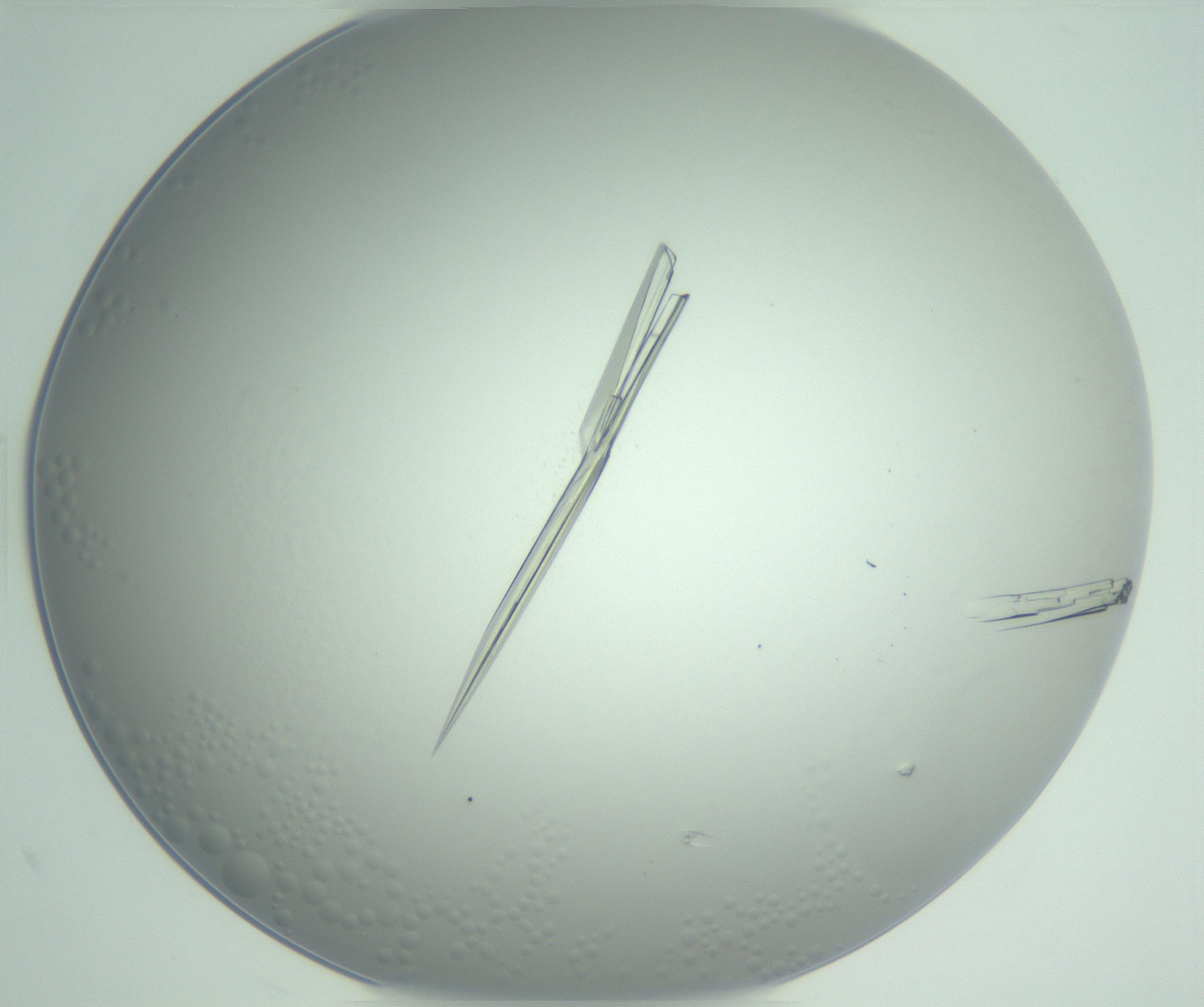 RI01_03_000_0212_Proj1_Clon1_MC_0000MC102948_002_161110_02_07_02_00_99_002_001_RAI.jpg