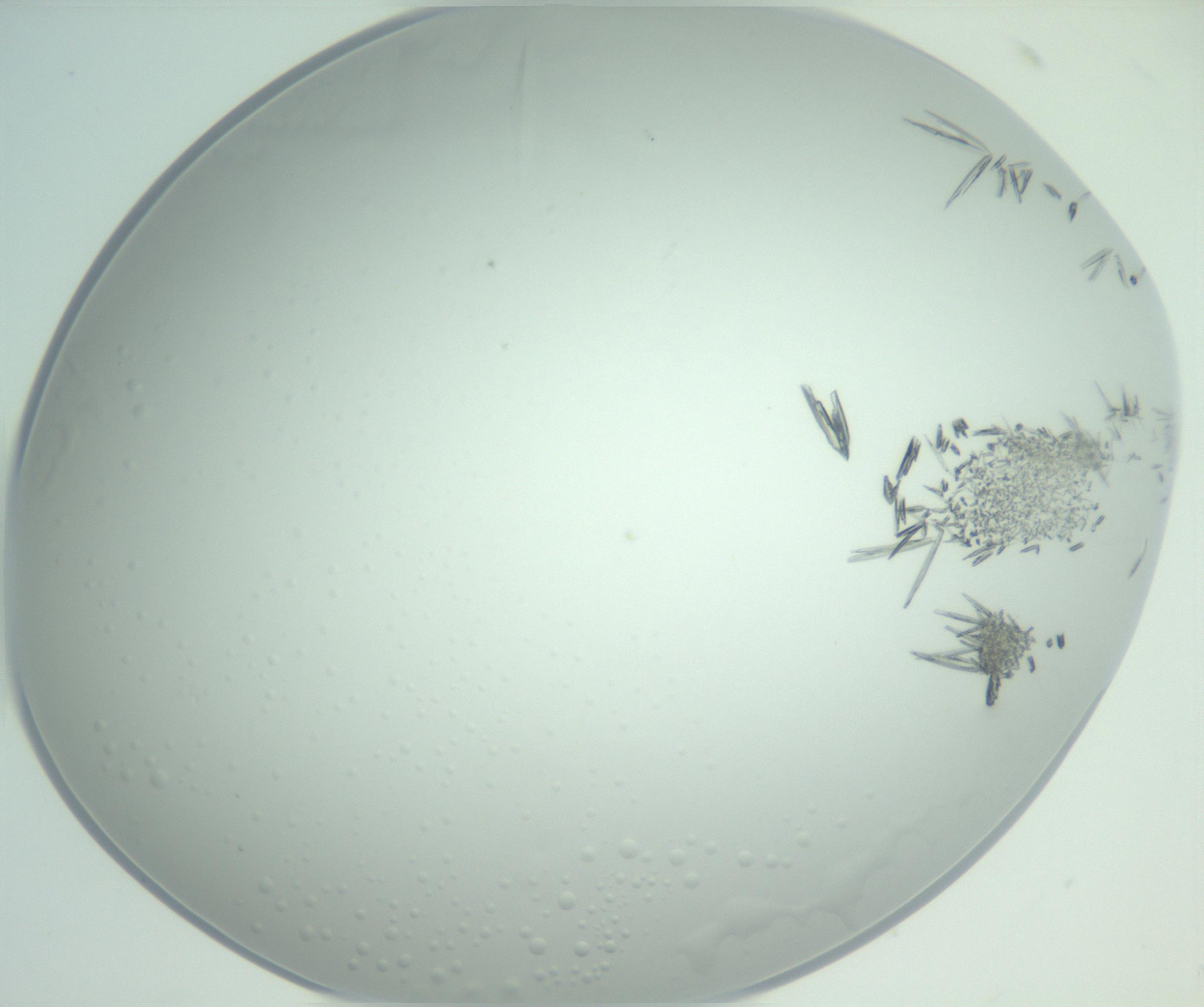 RI01_03_000_0212_Proj1_Clon1_MC_0000MC102948_002_161110_02_08_02_00_99_002_001_RAI.jpg