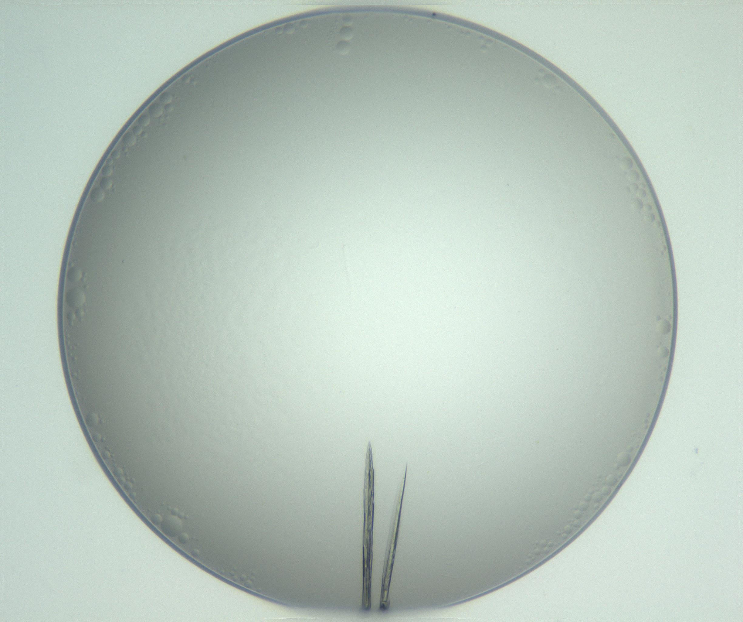RI01_03_000_0212_Proj1_Clon1_MC_0000MC102948_002_161110_03_04_01_00_99_002_001_RAI.jpg